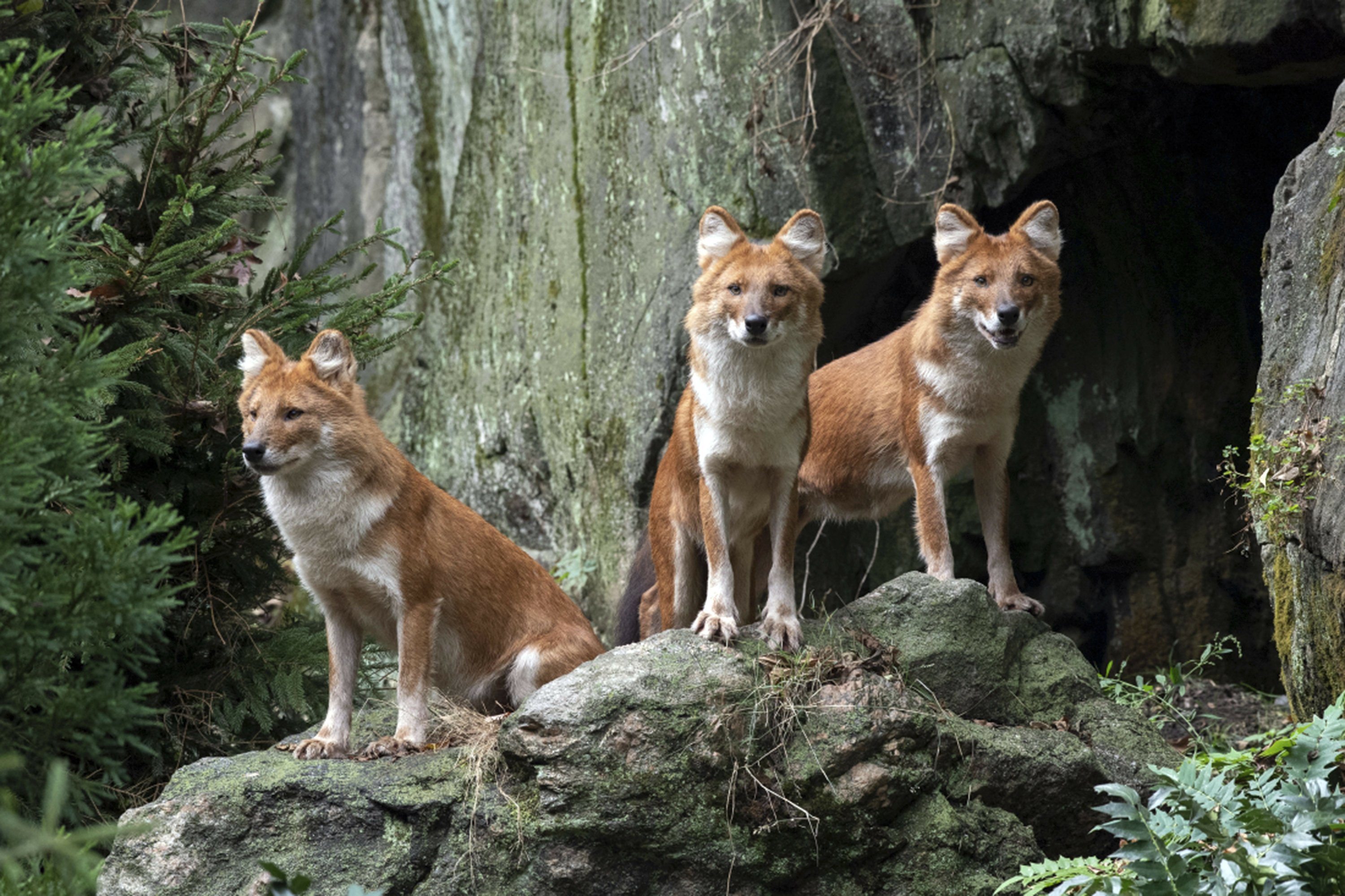 wild dogs in ohio