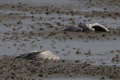 Los cuerpos de dos grullas yacen en el área de conservación Lago Hula en el norte de Israel, el sábado 25 de diciembre de 2021. (Ayal Margolin/JINIPIX vía AP)