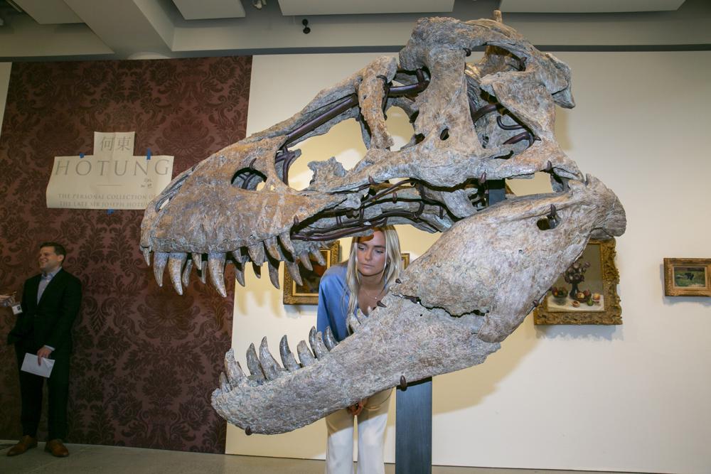 A Tyrannosaurus rex skull excavated from Harding County, South Dakota, in 2020-2021, is on display at Sotheby's in New York City on Friday, Nov. 4, 2022. When auctioned in December, the auction house expects the dinosaur skull to sell for $15 to $25 million. (AP Photo/Ted Shaffrey)