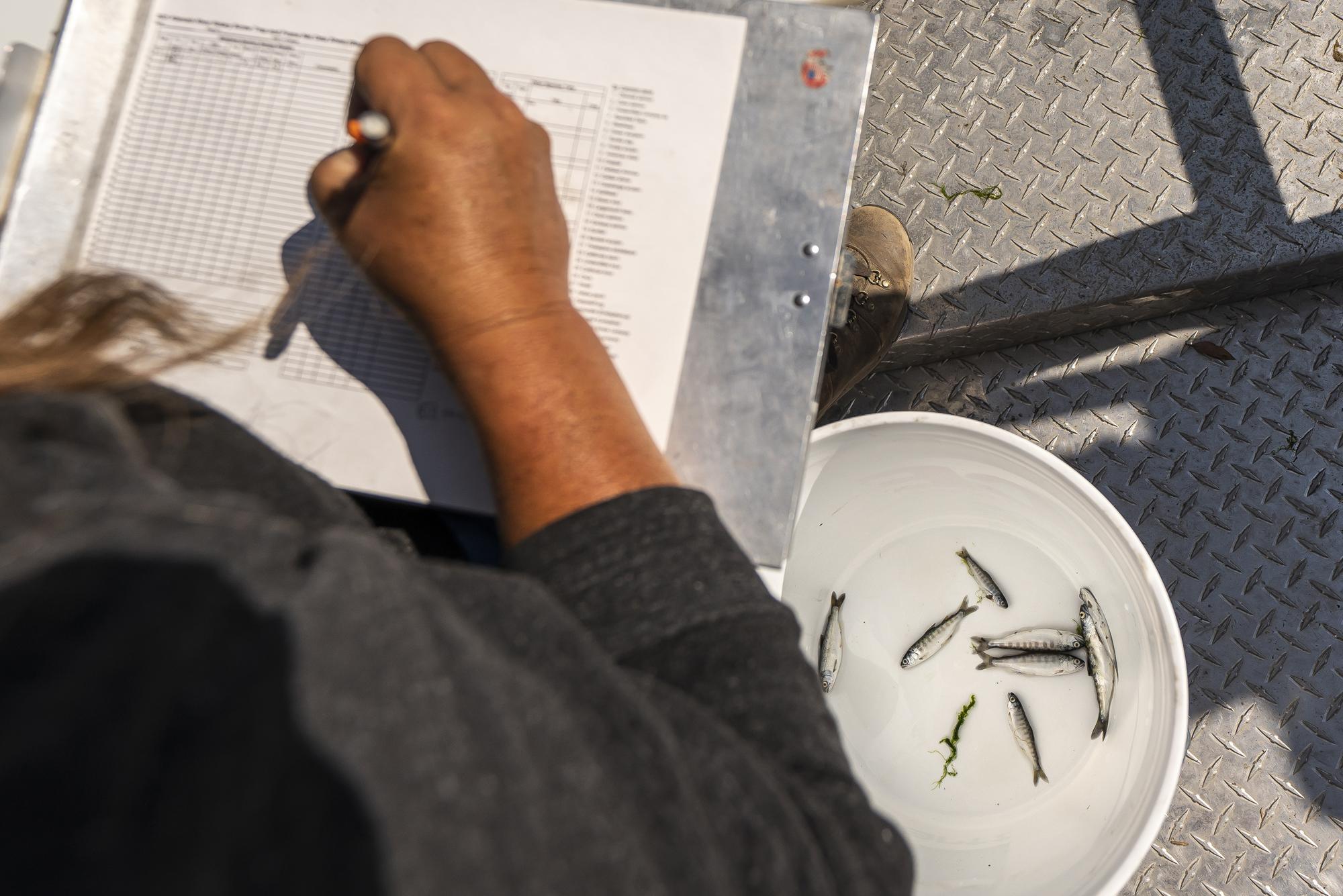 Jamie Holt, lead fisheries technician for the Yurok Tribe, counts dead chinook salmon pulled from a trap in the lower Klamath River on Tuesday, June 8, 2021, in Weitchpec, Calif. A historic drought and low water levels are threatening the existence of fish species along the 257-mile-long river. 