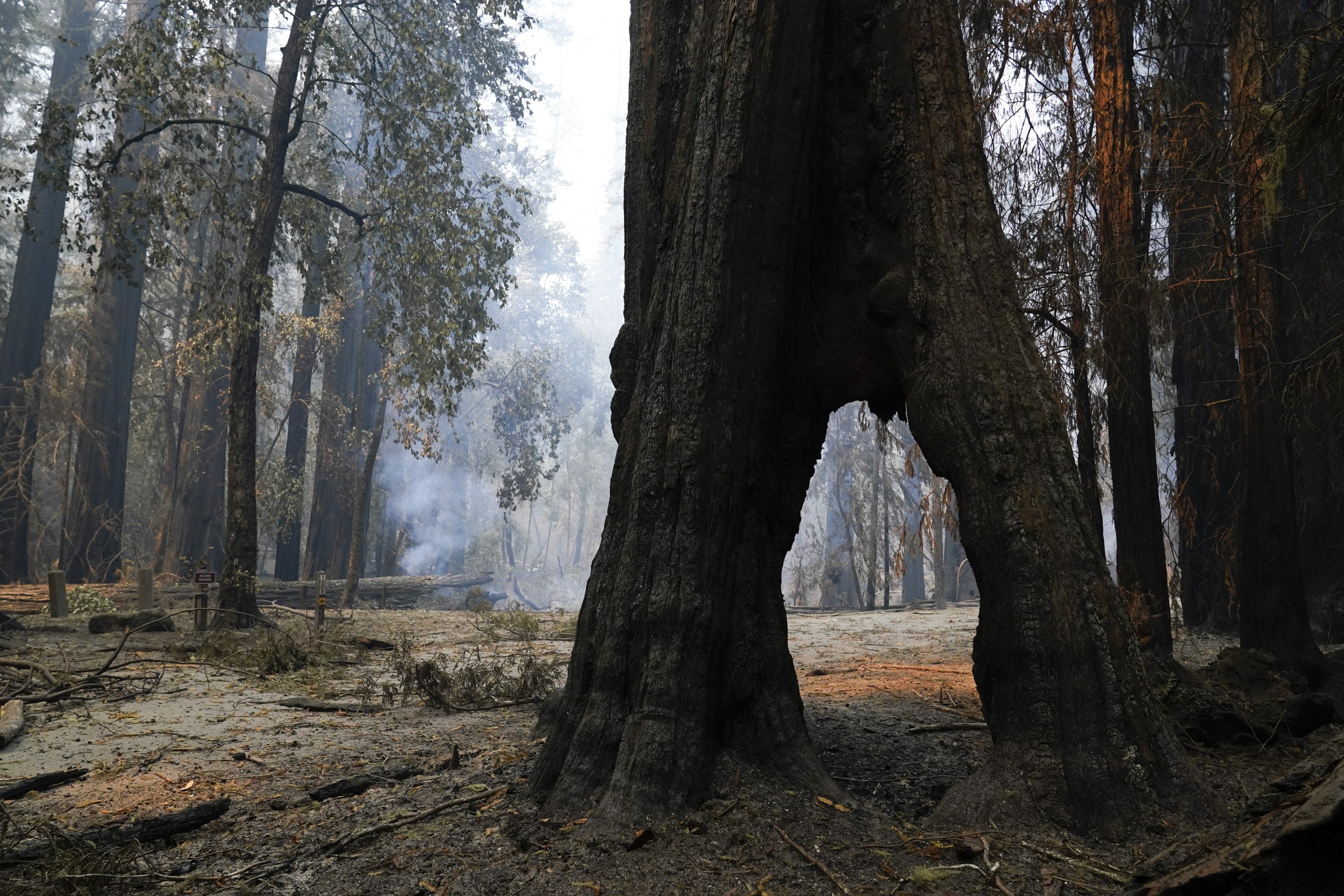 Redwoods survive wildfire at California's oldest state park AP News