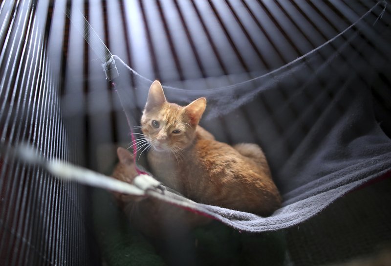 Wisconsin Nonprofit Rescue Finds Homes For Kittens