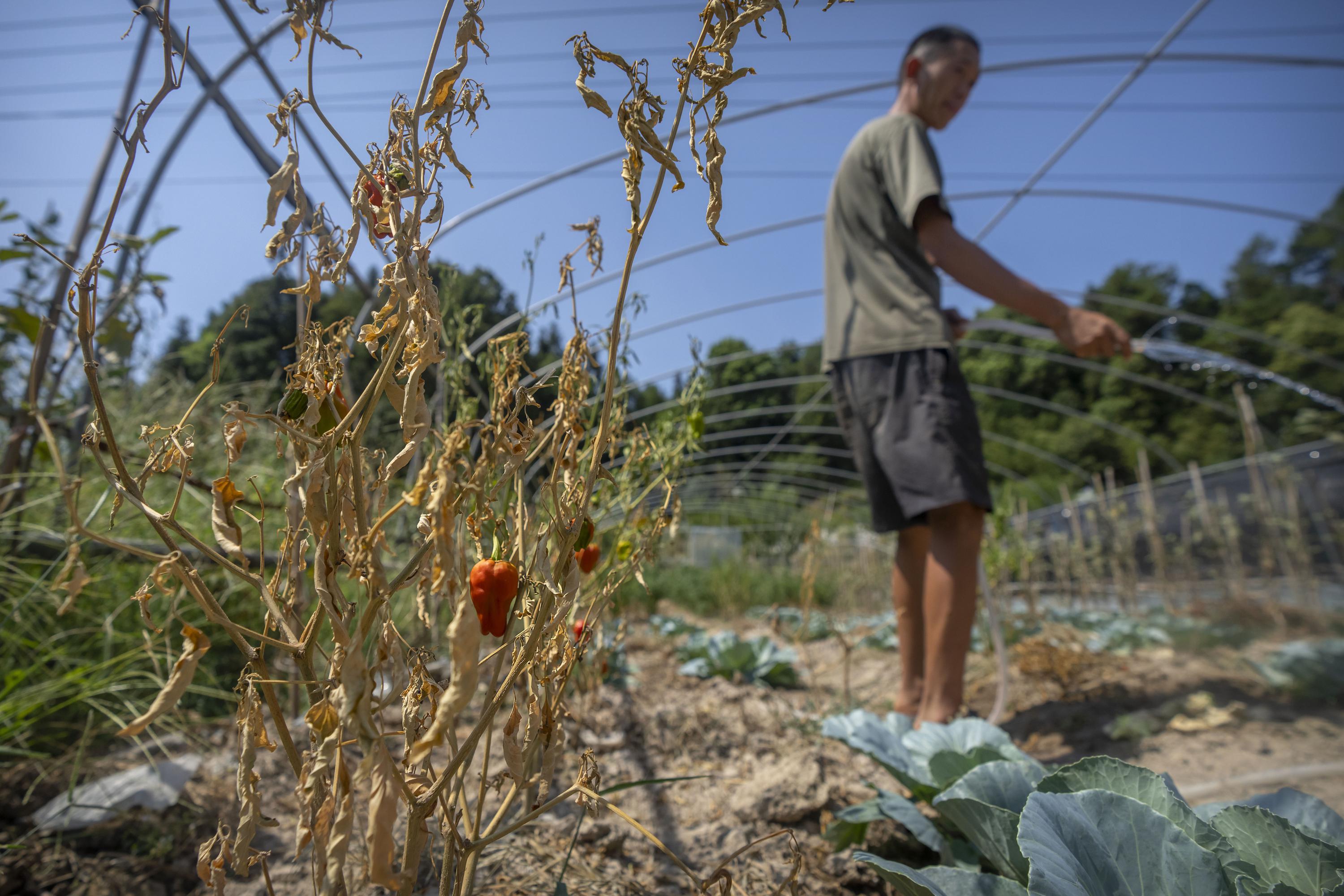 Chinese Farmers Struggle As Scorching Drought Wilts Crops AP News