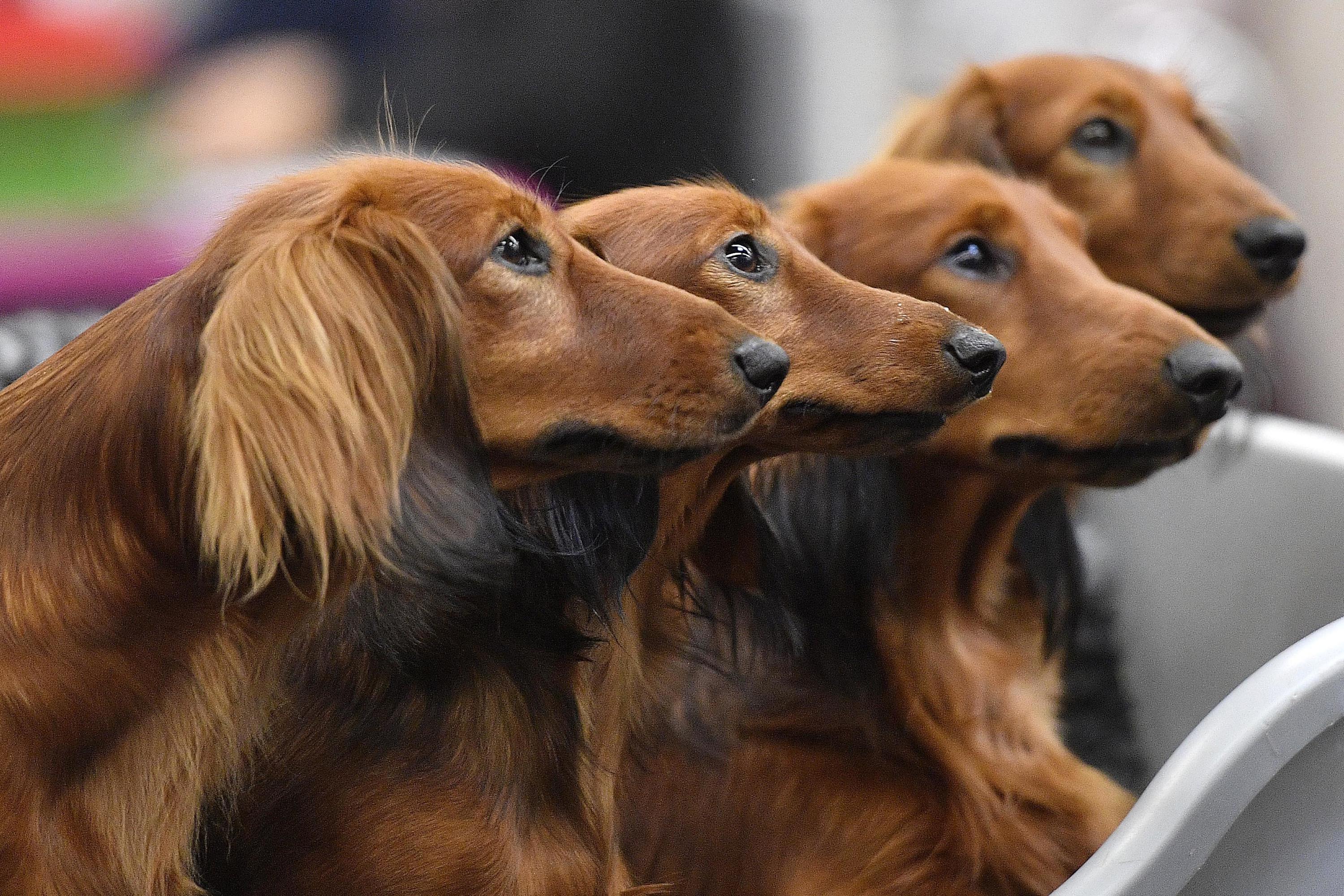 How old is your dog in human years? Scientists debunk 'multiply by 7' age  rule