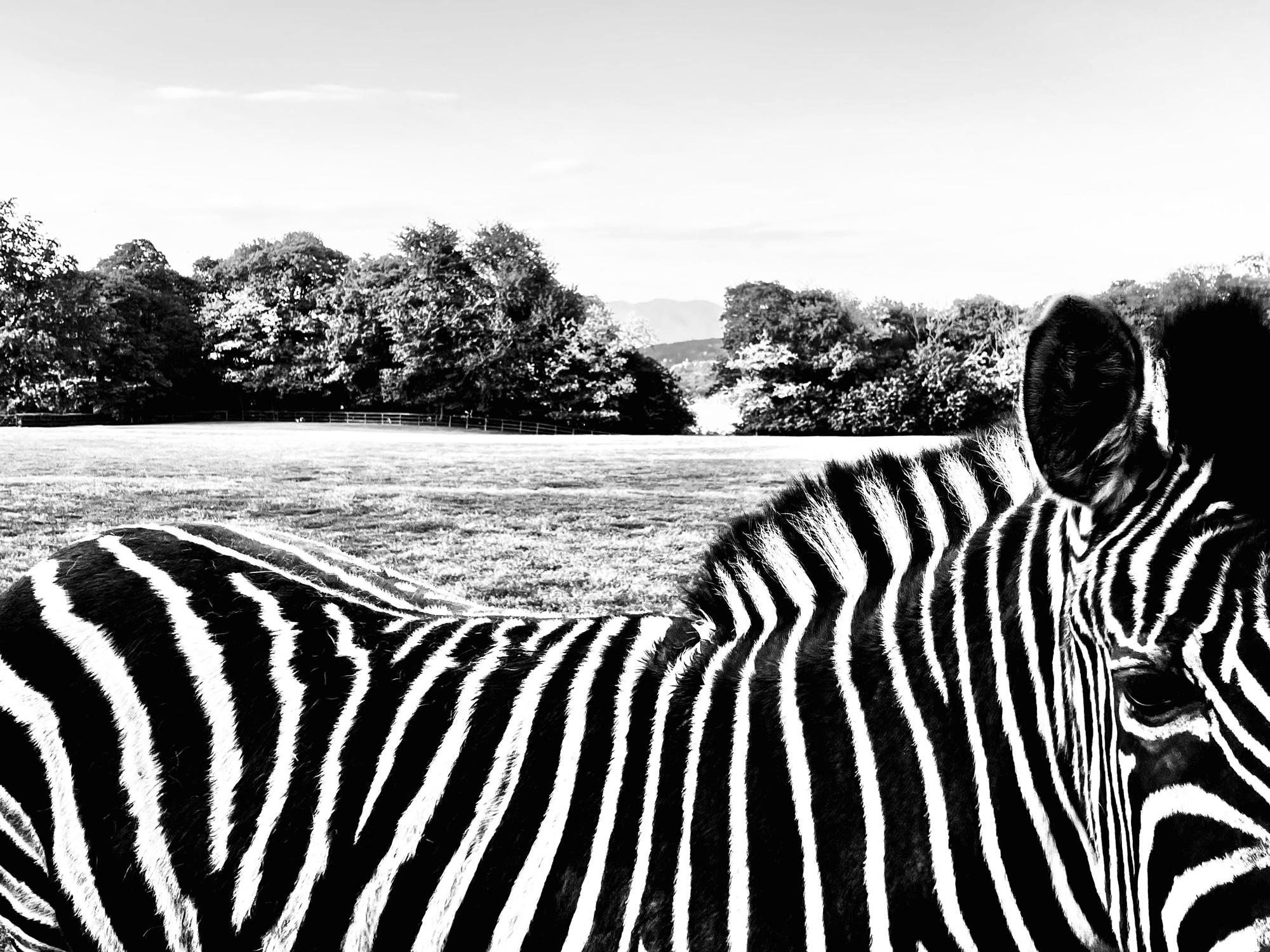 A zebra stands on a farm near Lake Maggiore, Italy, in this Wednesday, May 11, 2022 iPhone photo. (Photo: Oded Balilty/AP)