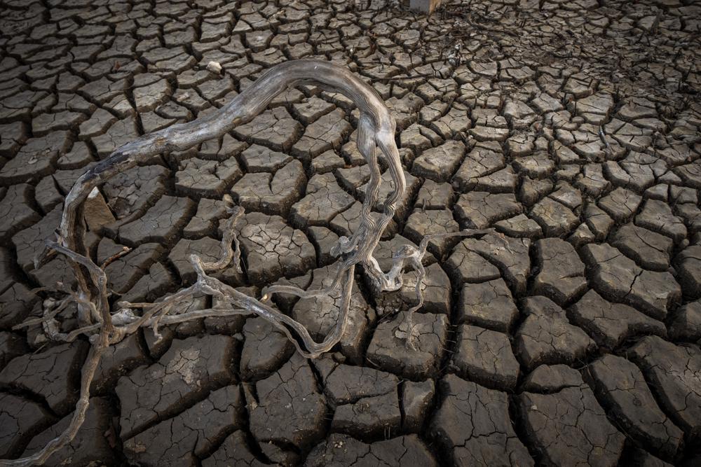 Raíces fotografiadas cerca del antiguo pueblo de Aceredo, en el noroeste de España, el viernes 11 de febrero de 2022. Los tejados asomando en el agua se han convertido en una escena habitual en verano en el embalse de Lindoso, en el noroeste de España. En años especialmente secos aparecían partes del antiguo pueblo, sumergido hace tres décadas cuando una presa hidroeléctrica inundó el valle. Pero nunca había reaparecido el pueblo entero en pleno invierno. (AP Foto/Emilio Morenatti)