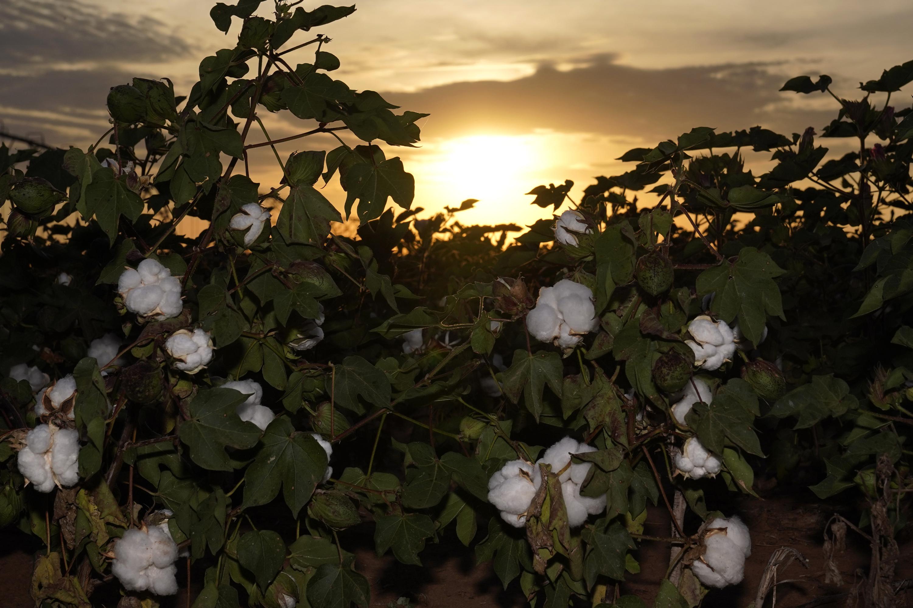Smallest U.S. cotton crop in 13 years due to drought