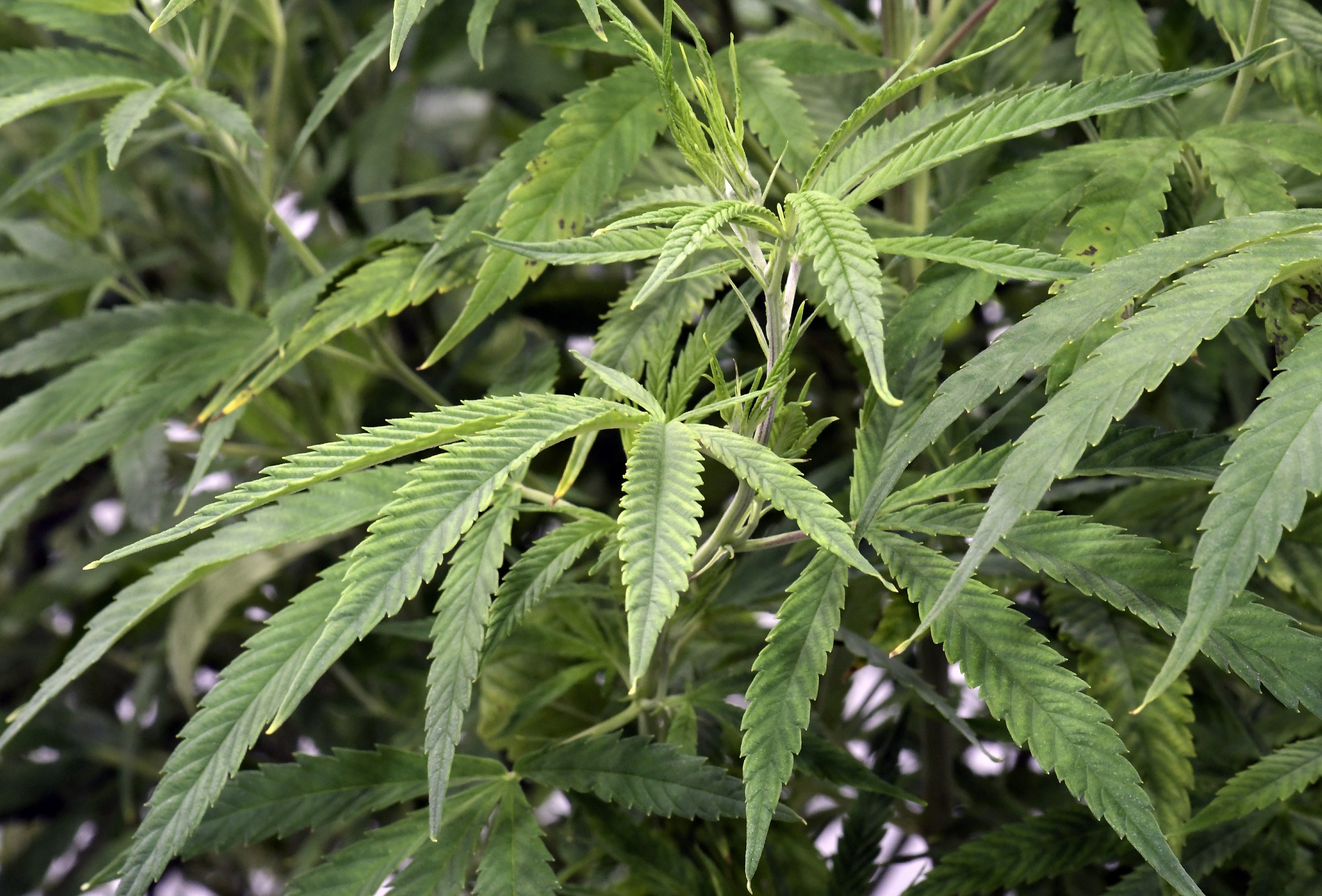 GOP support grows for legal medical marijuana in Wisconsin AP News