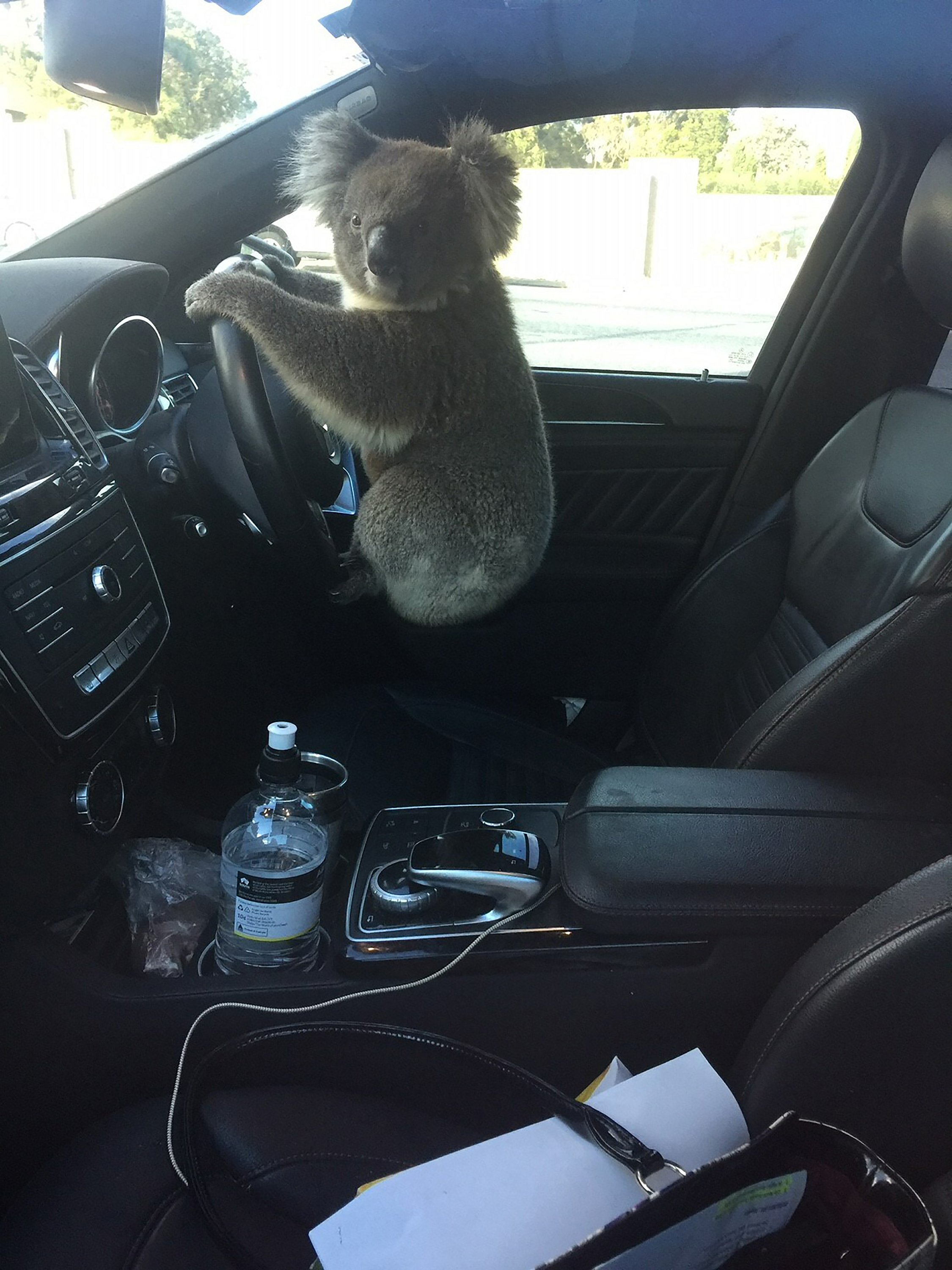 Koala rescued after a pile of five cars on the Australian Highway