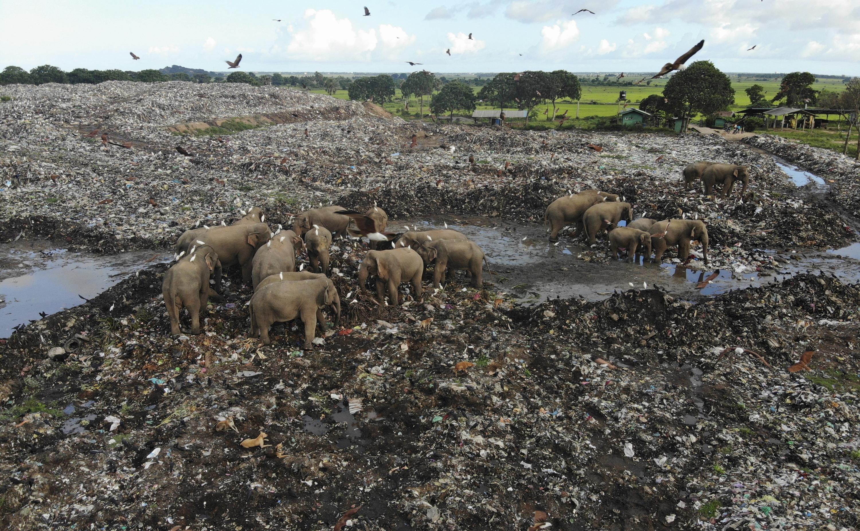 Elephants dying from eating plastic waste in Sri Lankan dump