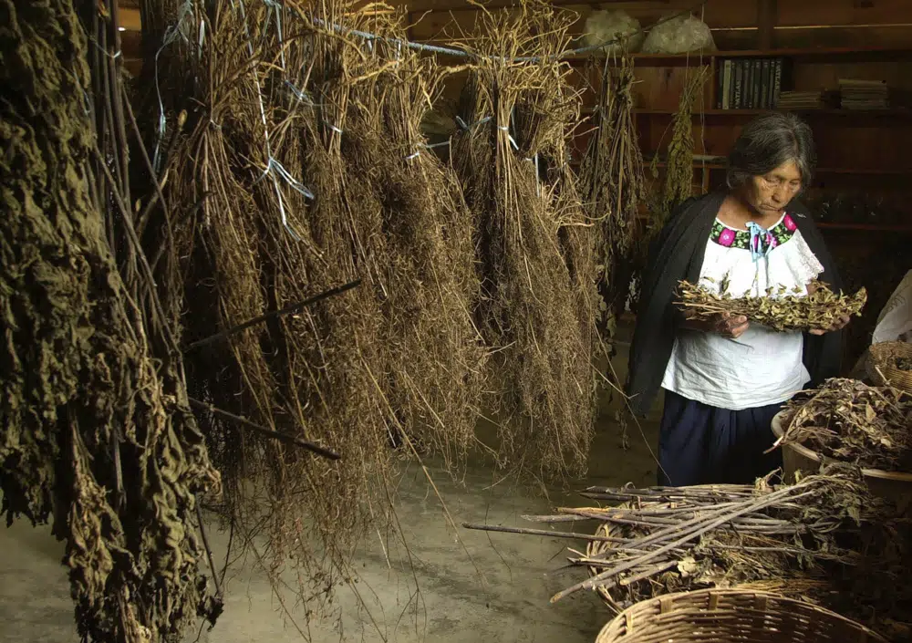 FILE - Hilaria Rodriguez, reviews her plants in a traditional Mayan medicine center, in the community of Na balam, in the Mexican state of Chiapas, Oct. 19, 2000. For nearly 50 years, Rodriguez has practiced the ancient art of herbal medicine both to honor the tradition her ancestors began centuries ago, and to meet basic medical necessities of her village. Health authorities in Mexico said Tuesday, March 14, 2023, they will use more traditional medicine and more Cuban doctors in the country’s under-equipped public hospital system. (AP Photo/Eduardo Verdugo, File)