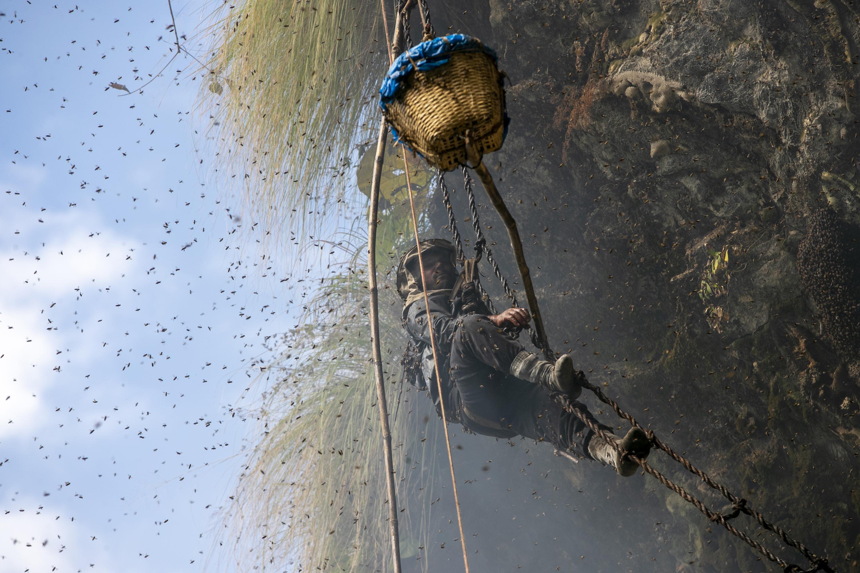AP PHOTOS Nepal's cliff honey hunters risk their lives AP News
