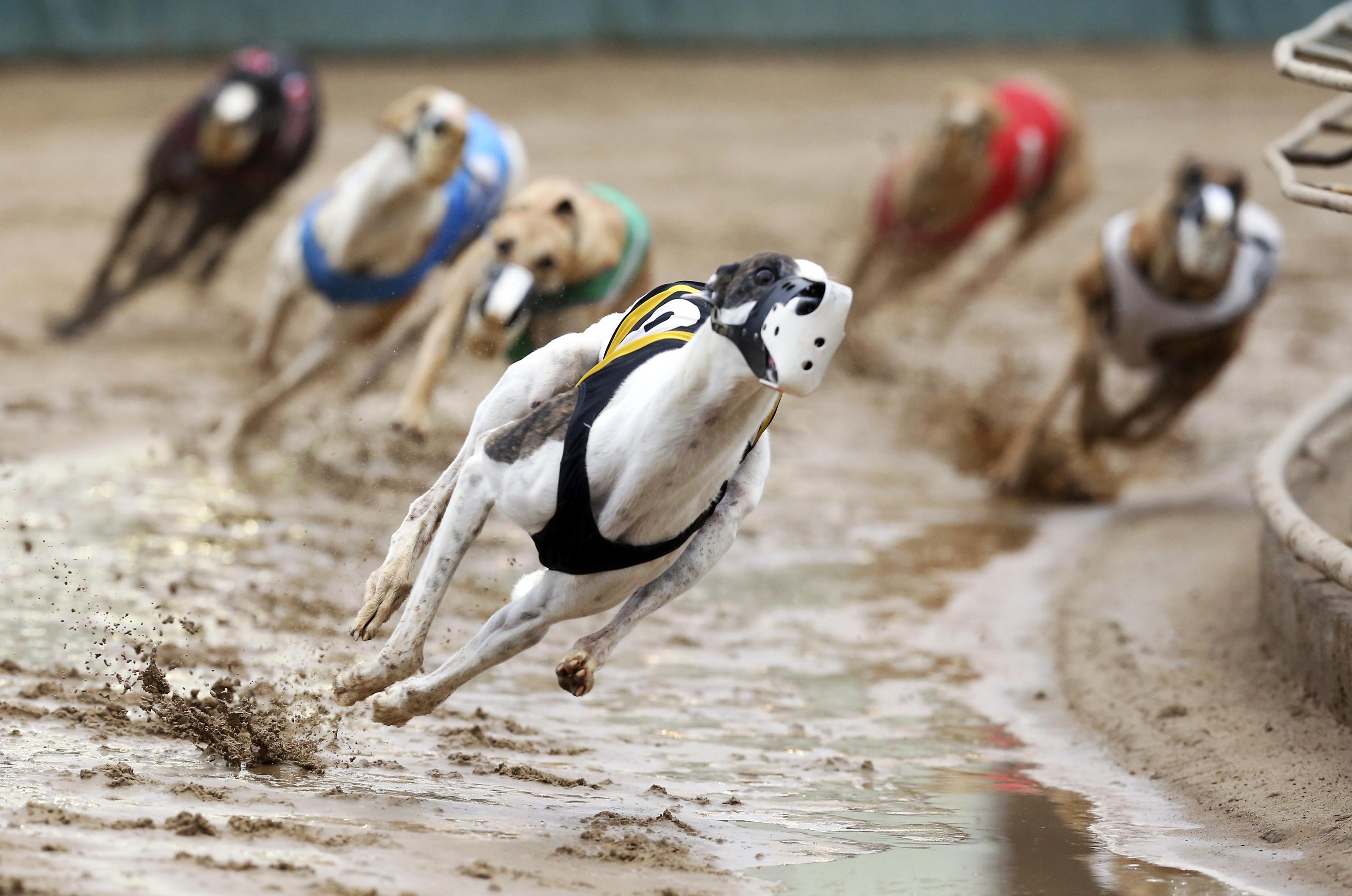 Casino Greyhound Racing Club
