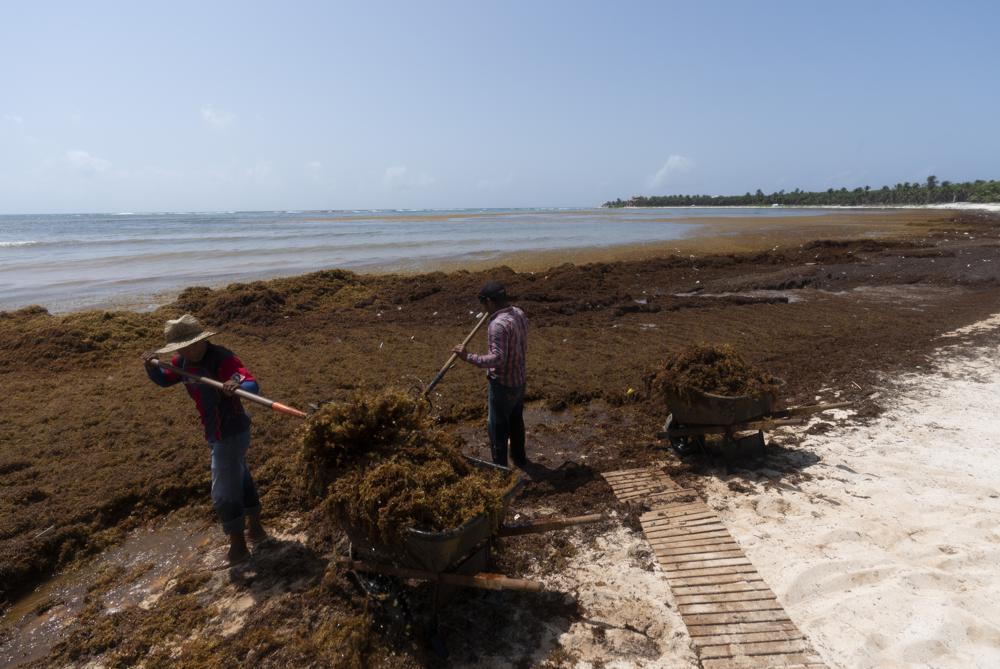 On Mexico’s Caribbean Coast, Mountains of Seaweed Grow