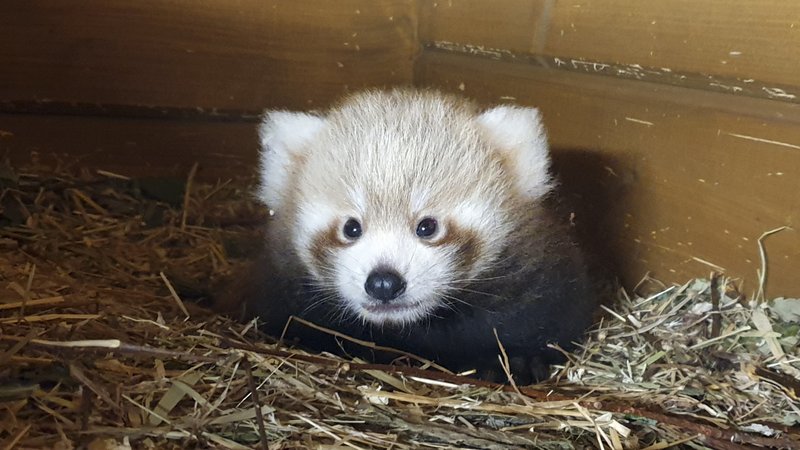 Red Panda Born In Berlin As Part Of Global Breeding Program