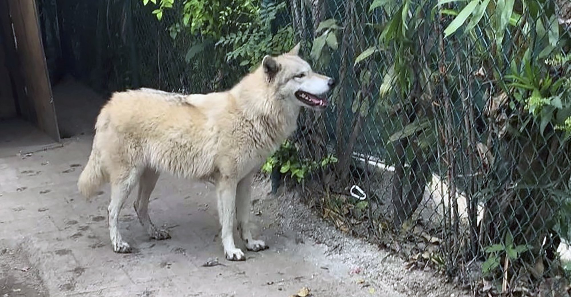 Wolfdog hybrid captured after escape from Florida sanctuary AP News