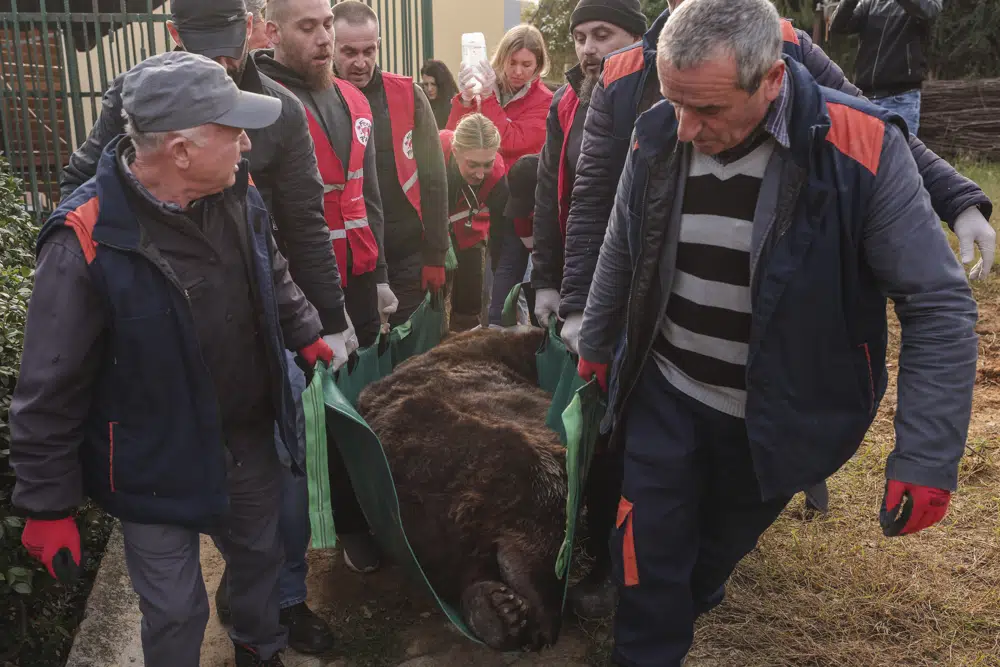 Aktivistët e organizatës bamirëse për të drejtat e kafshëve "Four Paws" mbajnë ariun kafe të qetësuar të quajtur Mark, pasi u shpëtua nga një kafaz i vogël në Tiranë, të mërkurën, 7 dhjetor 2022. Marku, një ari 24-vjeçar u mbajt në një kafaz prej 20 vitesh në një restorant në kryeqytetin Tiranë. Ariu i fundit kafe i Shqipërisë në robëri është shpëtuar nga një organizatë ndërkombëtare për mbrojtjen e kafshëve dhe është dërguar në një vend të shenjtë në Austri. (AP Photo/Franc Zhurda)