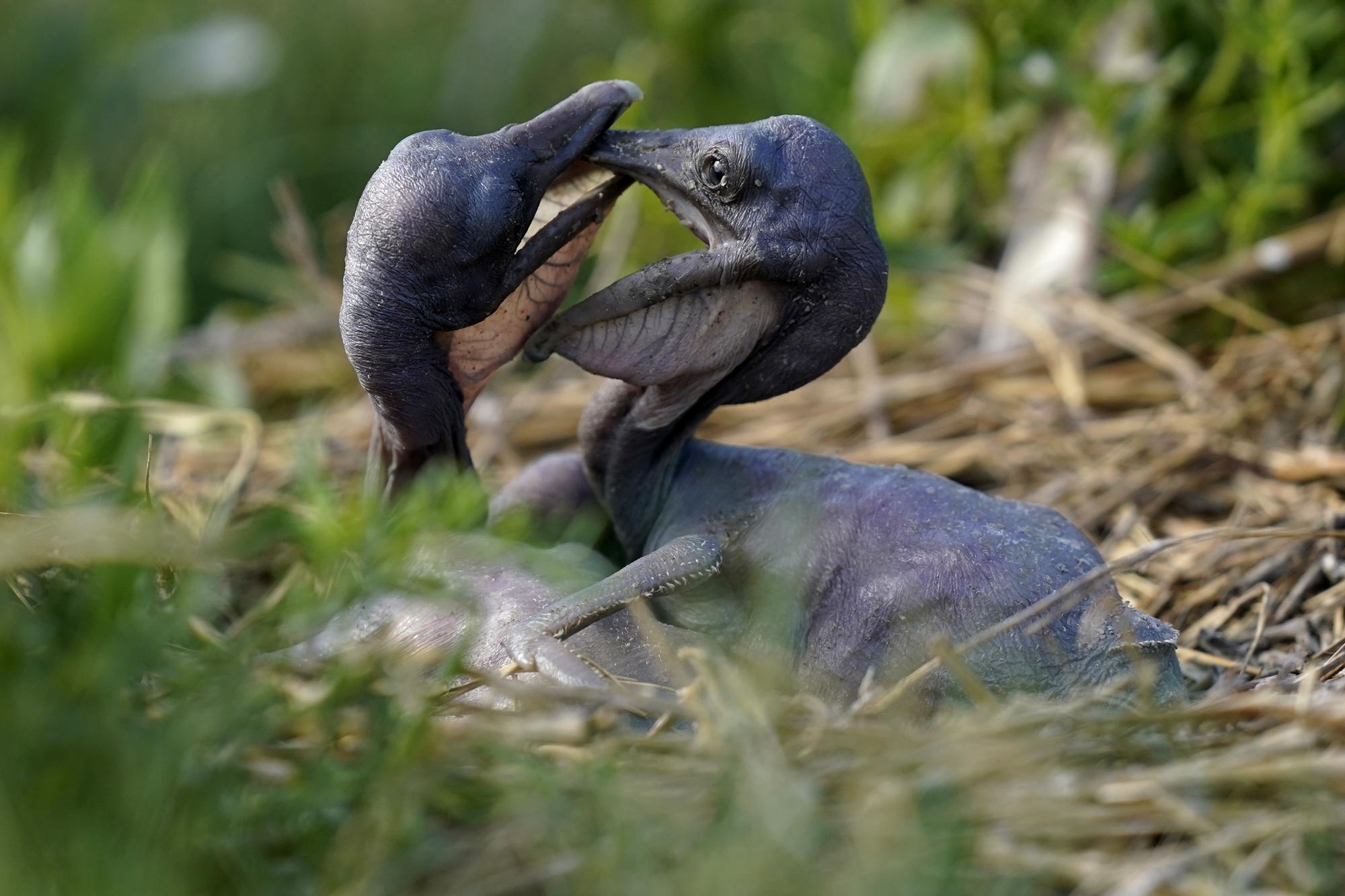 Young brown pelicans play in their nest on Raccoon Island, a Gulf of Mexico barrier island that is a nesting ground for brown pelicans, terns, seagulls and other birds, in Chauvin, La., Tuesday, May 17, 2022. (AP Photo/Gerald Herbert)