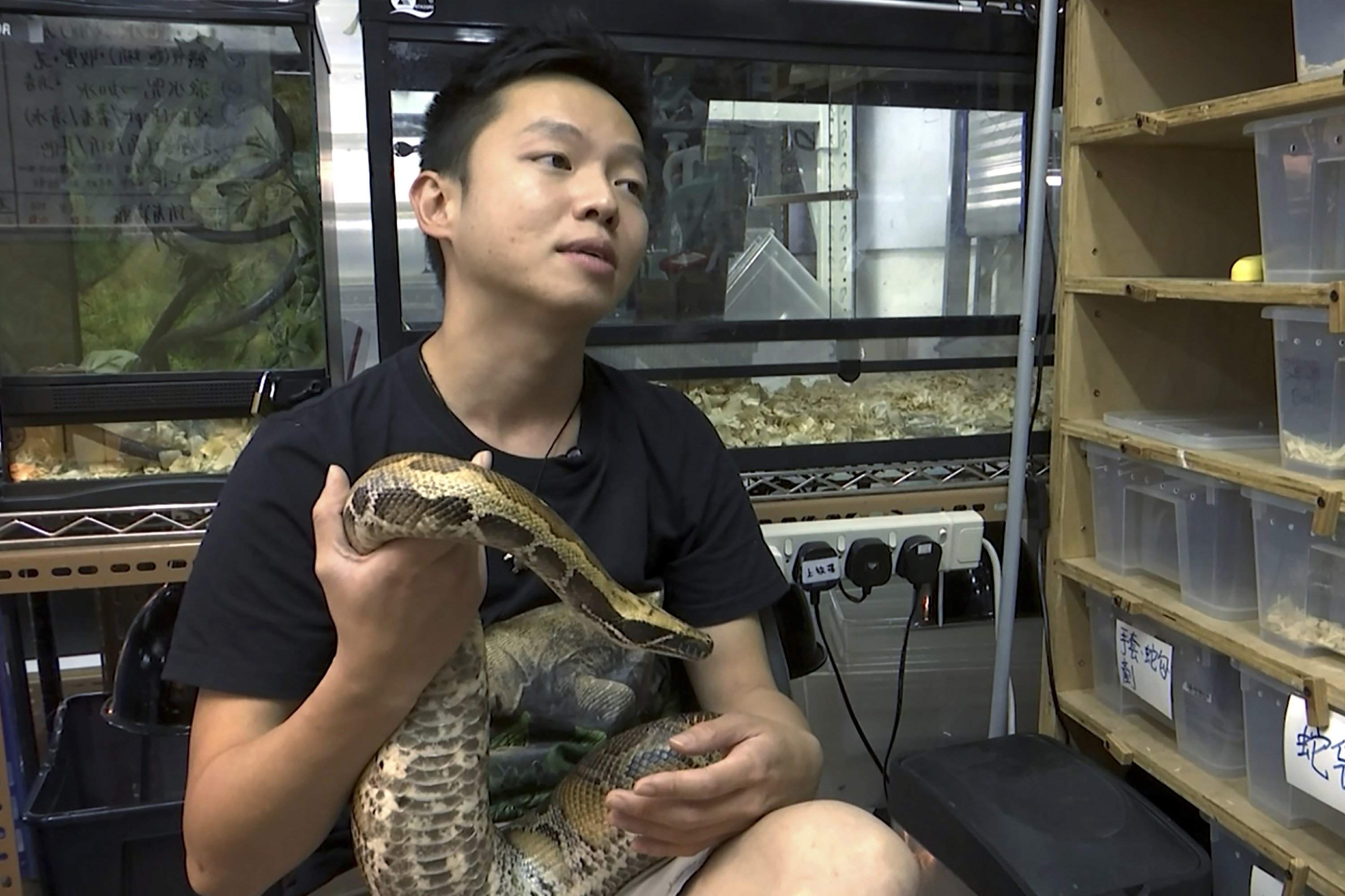 No snake soup for the young snake catcher from Hong Kong