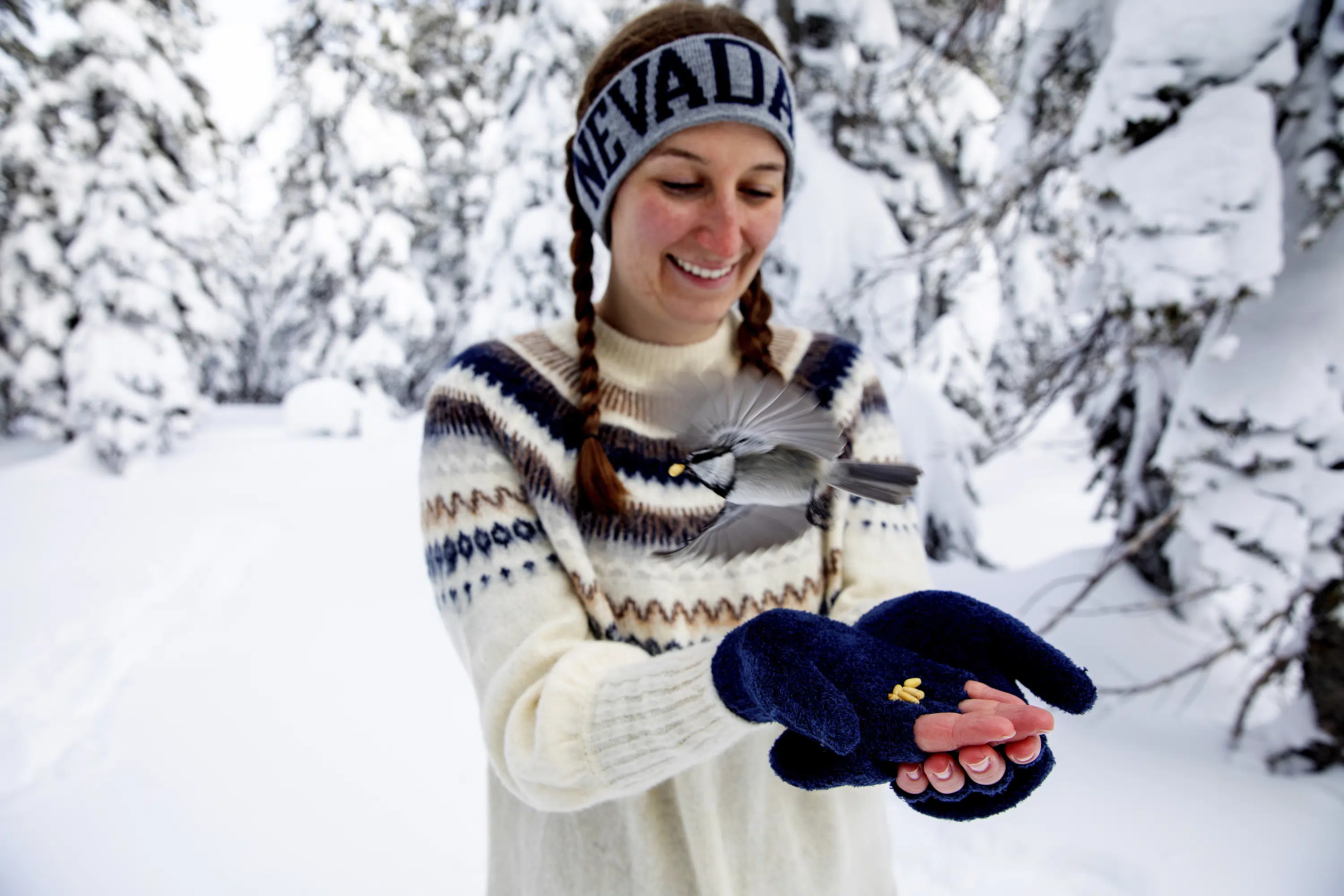 Don’t feed the bears! But birds OK, new Tahoe research shows