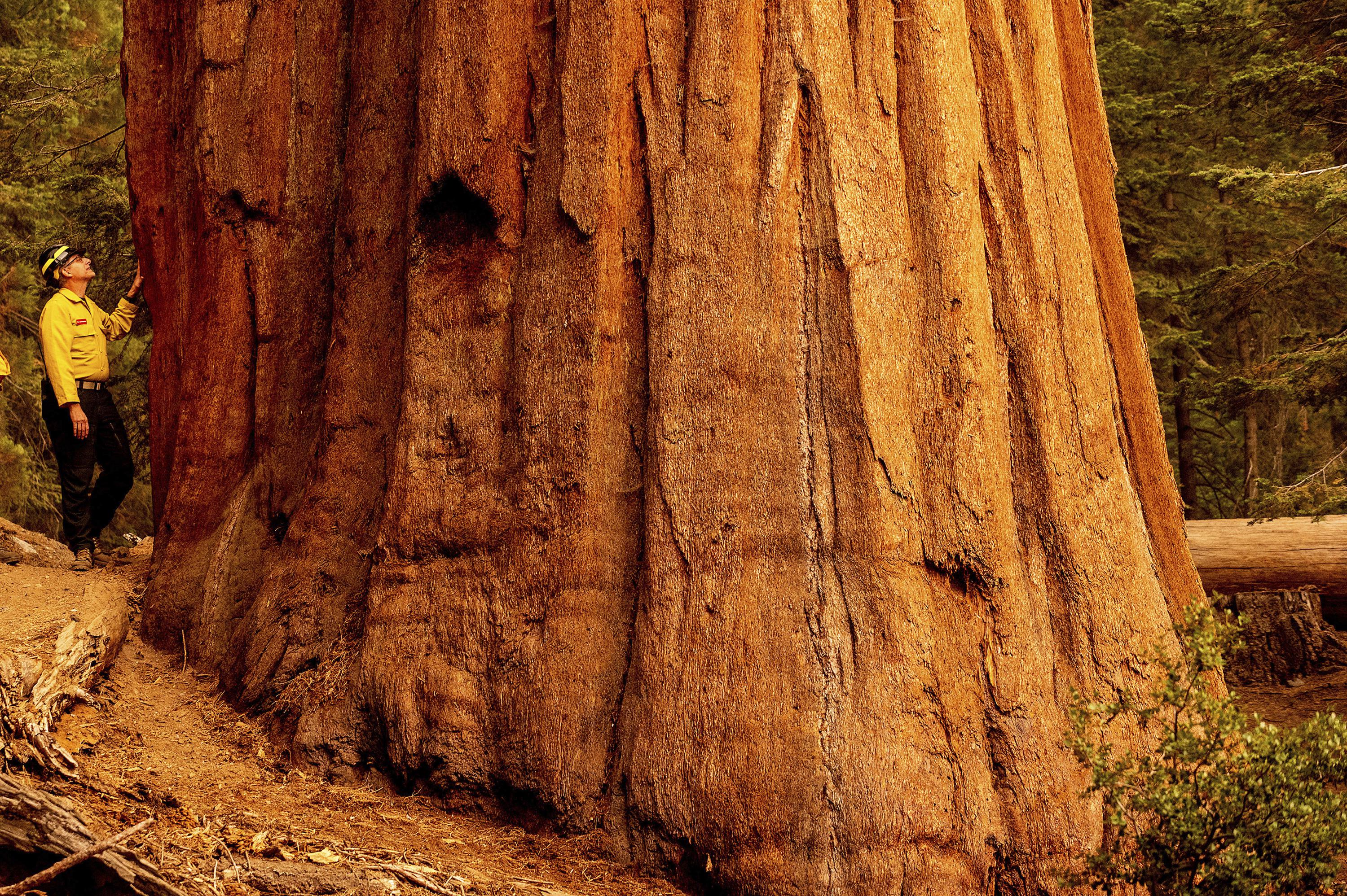 California Wildfires Burn Into Groves Of Giant Sequoia Trees Ap News 