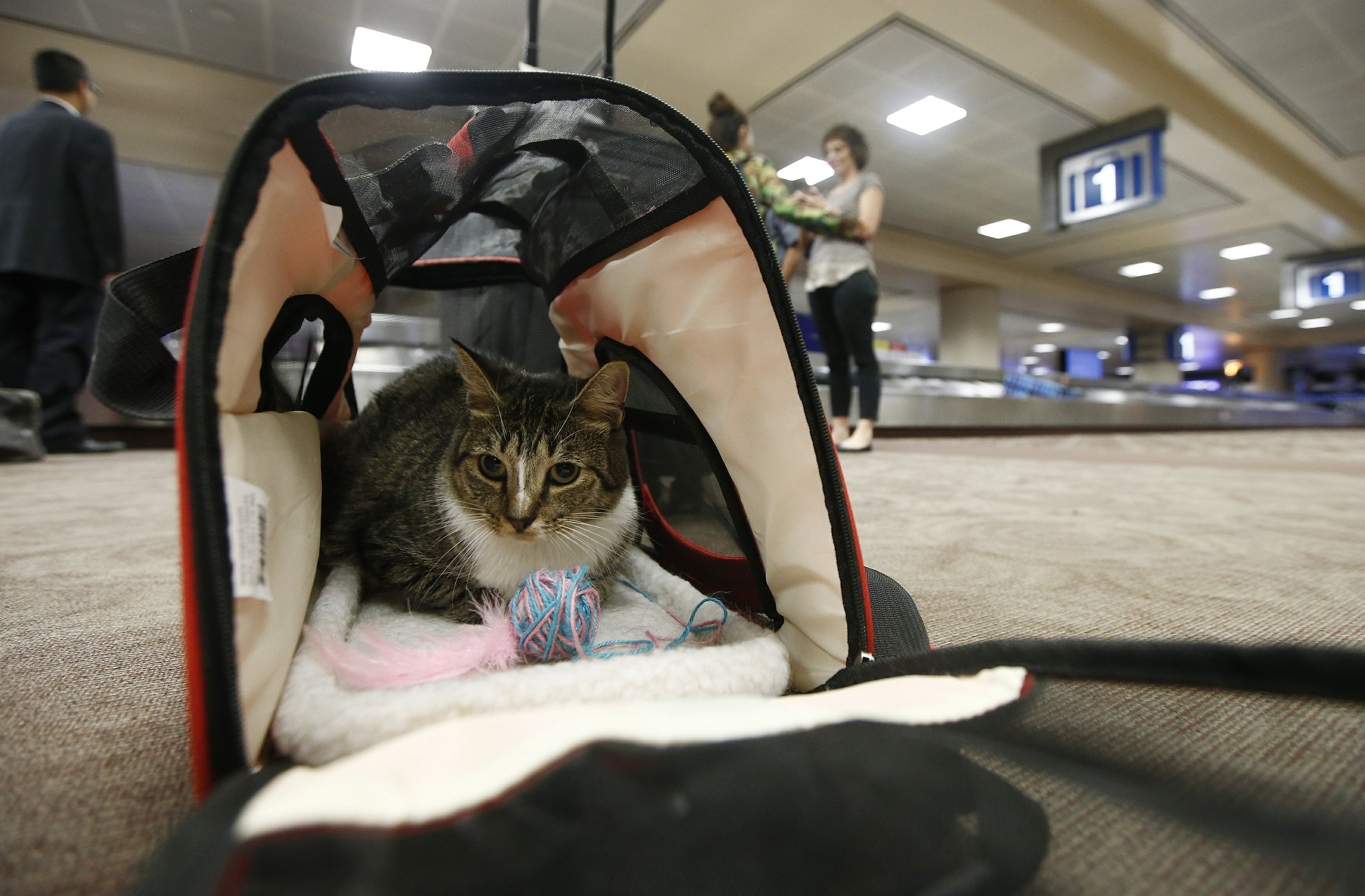 delta airlines emotional support animal