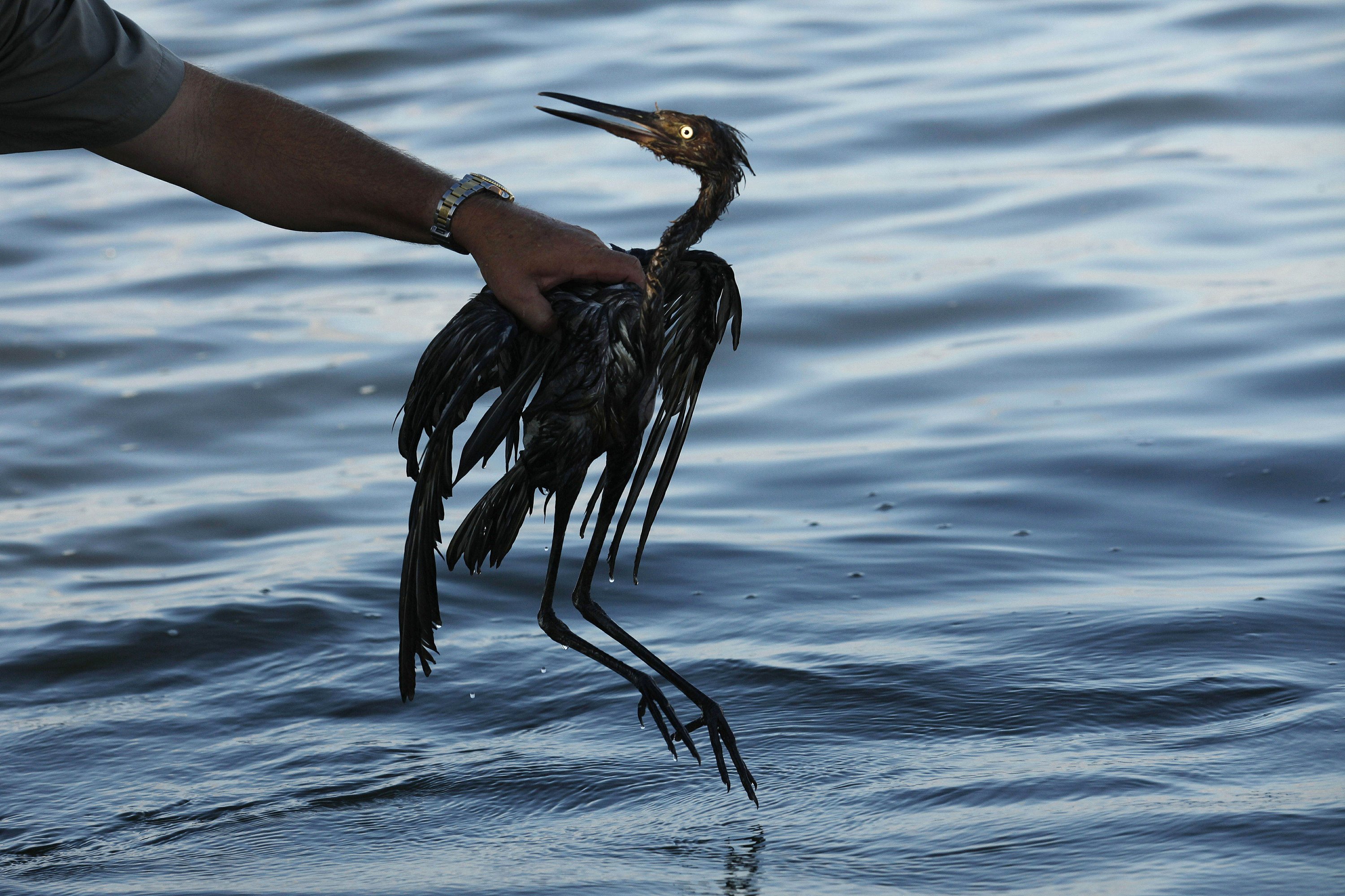 Sparkling Waters Hide Some Lasting Harm From Oil Spill AP News