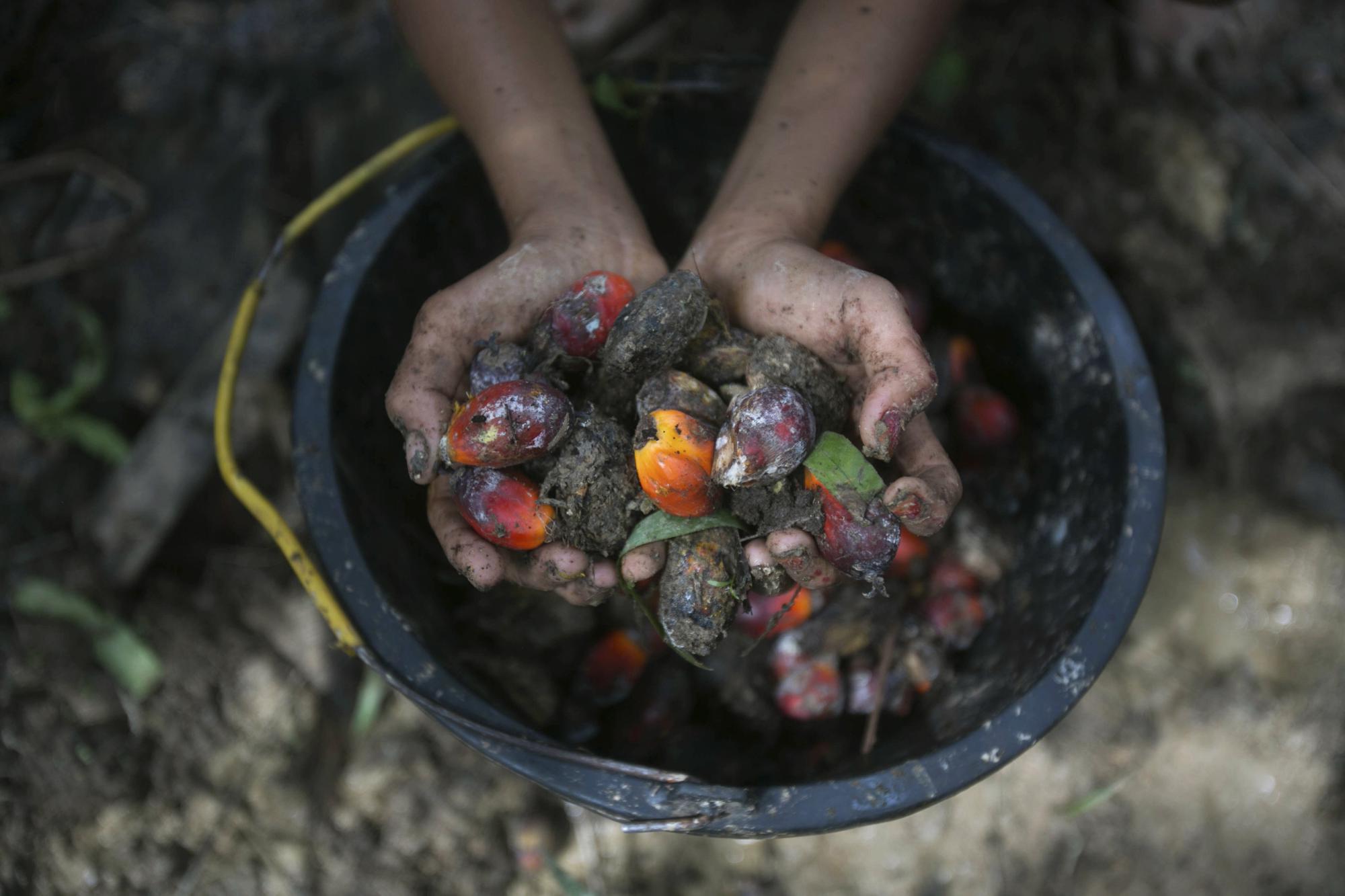 Palm Oil Labor Abuses Linked To World S Top Brands Banks