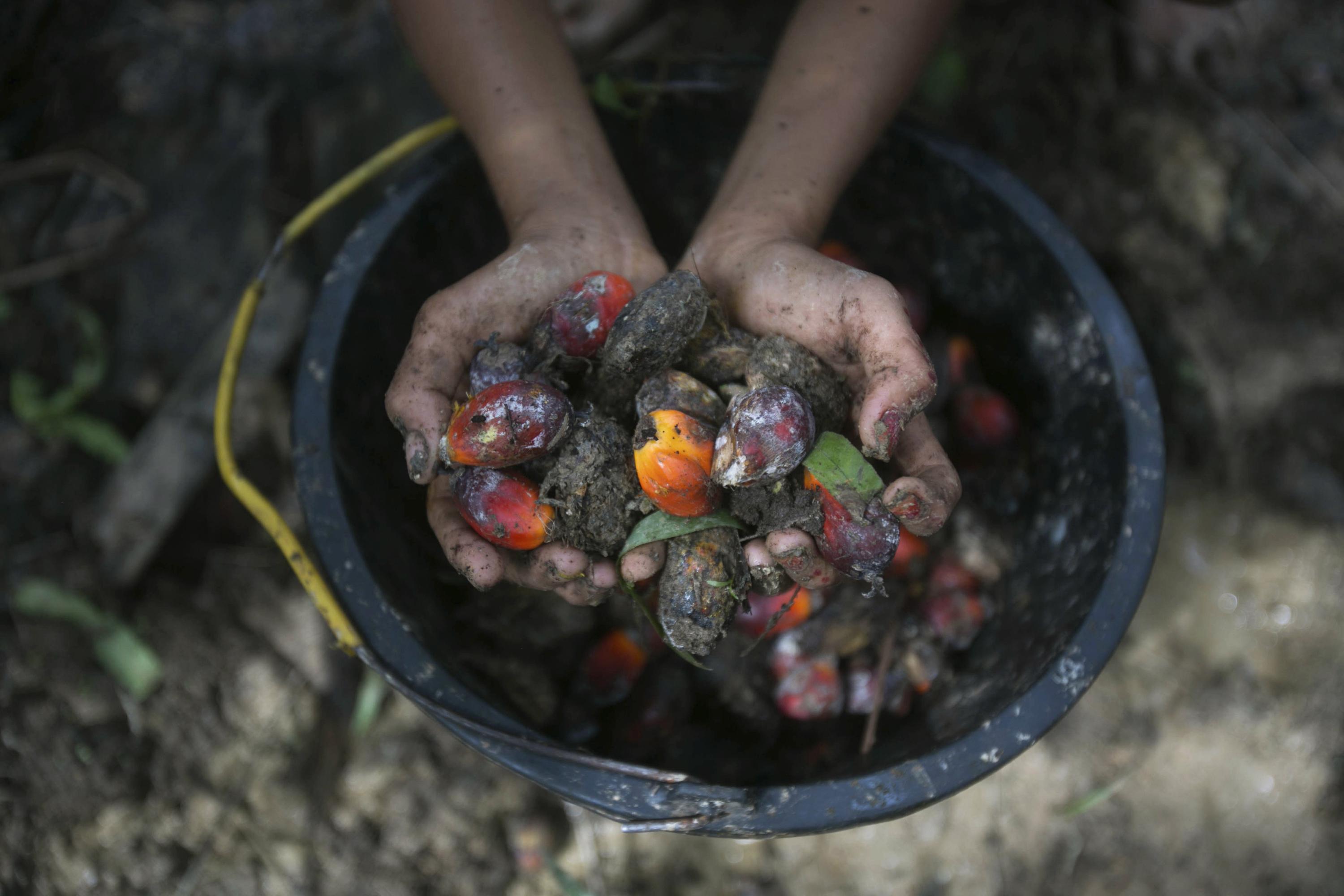 US says it will block palm oil from large Malaysian producer - The Associated Press