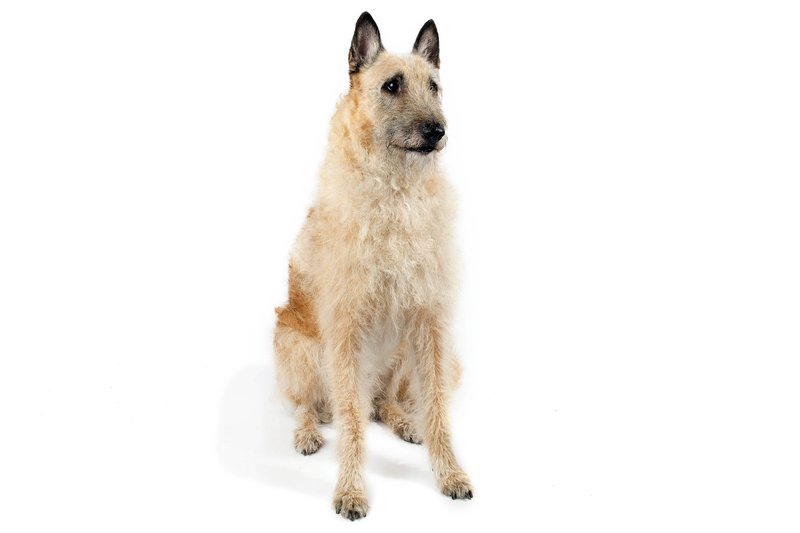 american kennel club dog breeds