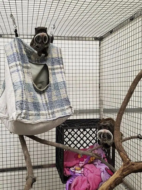 Back at Dallas Zoo, found monkeys get fed, snuggle up
