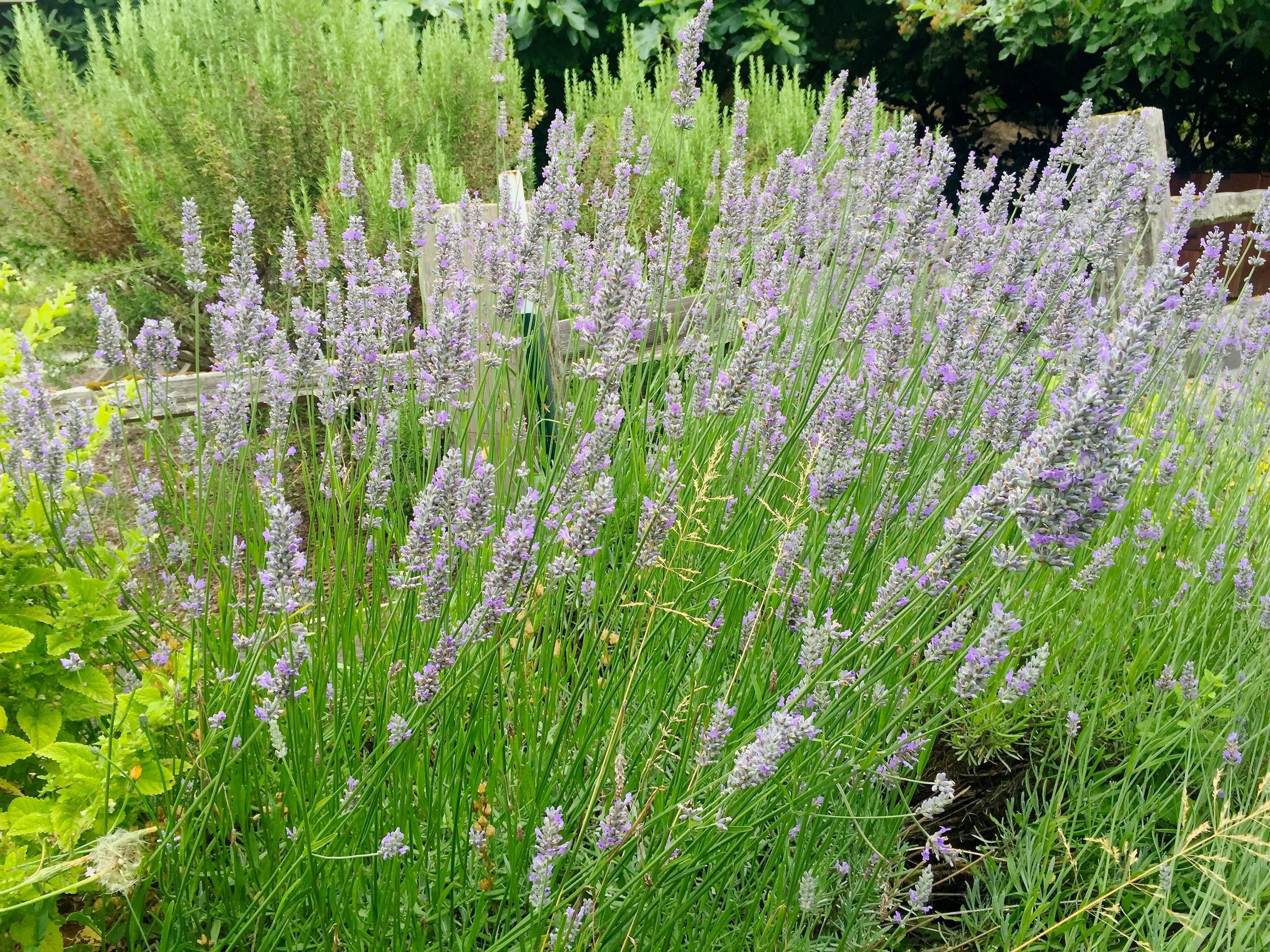 Some Common Garden Plants Might Help Keep Bugs Away