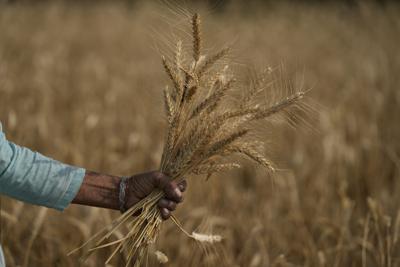 Una mujer recolecta trigo a las afueras de Jammu, India, el 28 de abril de 2022. (AP Foto/Channi Anand)