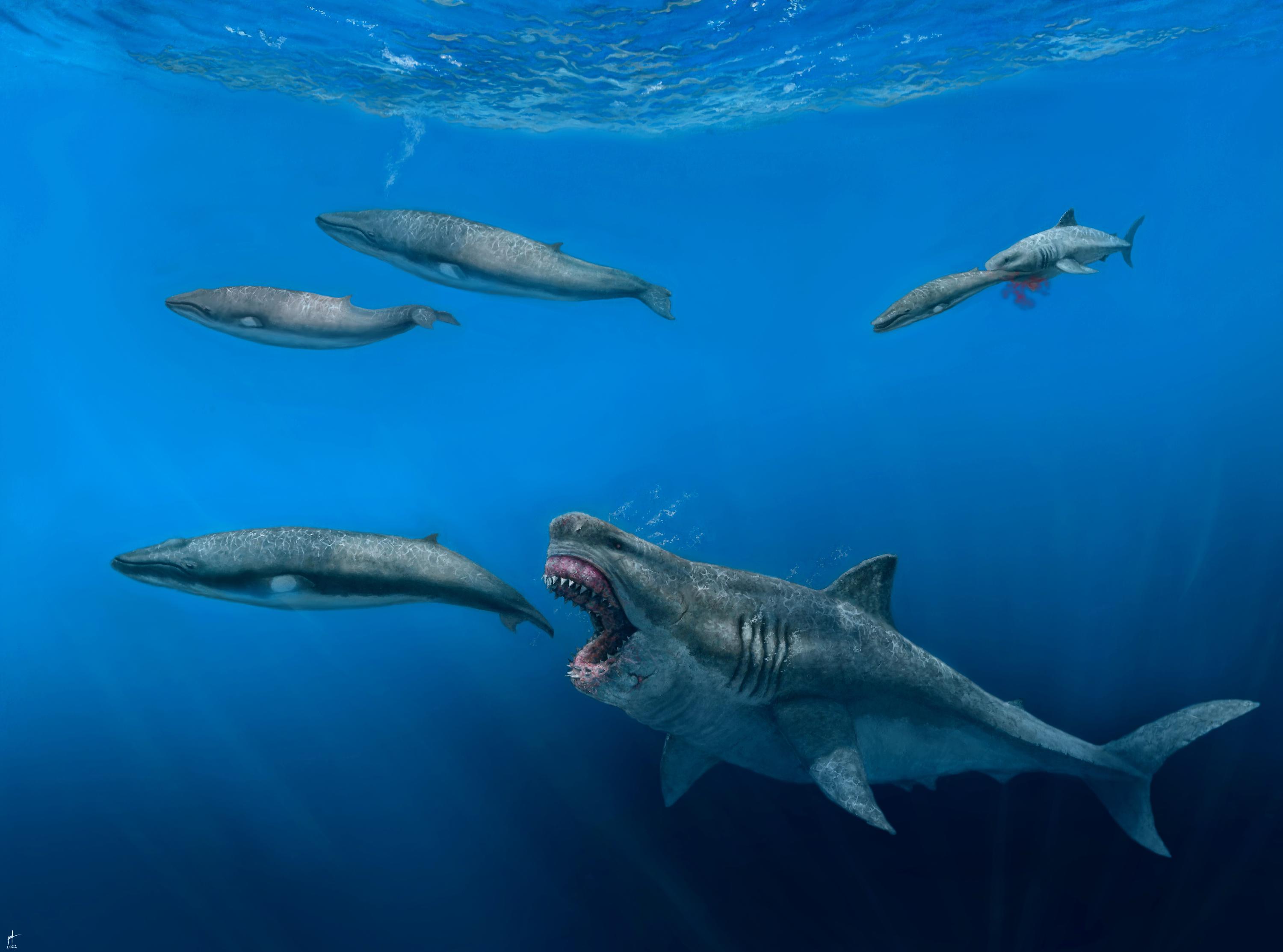 Giant sharks once roamed the seas, feasting on huge meals