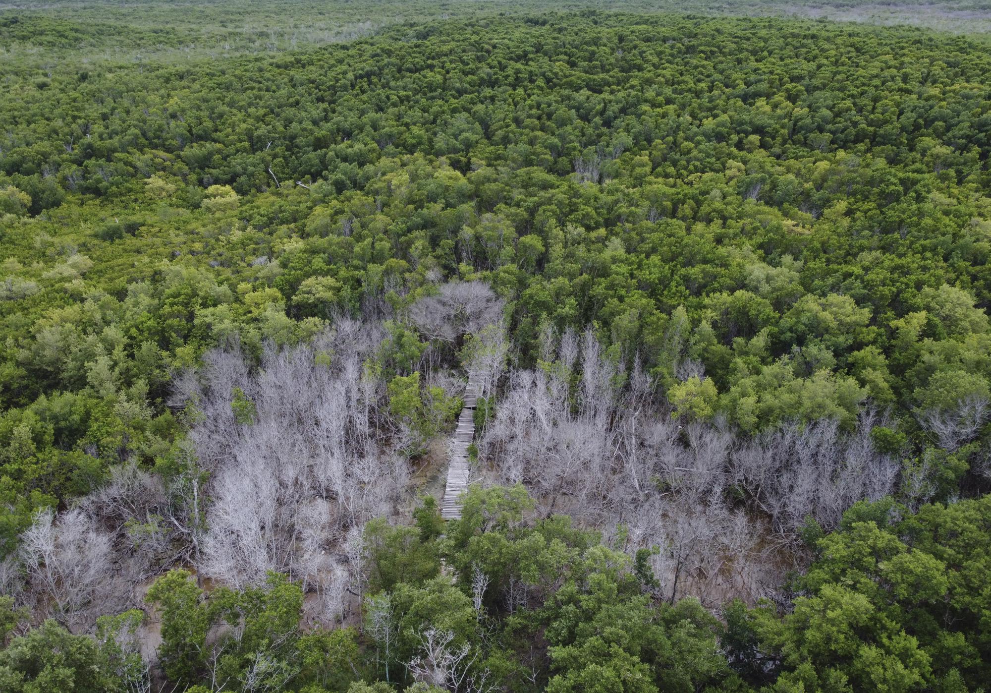 Una zona de manglares secos, en la reserva de Dzilam de Bravo, en la Península de Yucatán, México, el 7 de octubre de 2021.  (AP Foto/Eduardo Verdugo). Los esfuerzos de restauración y recuperación del manglar en México son similares a los que se realizan en otros lugares del mundo. (AP Foto/Eduardo Verdugo)