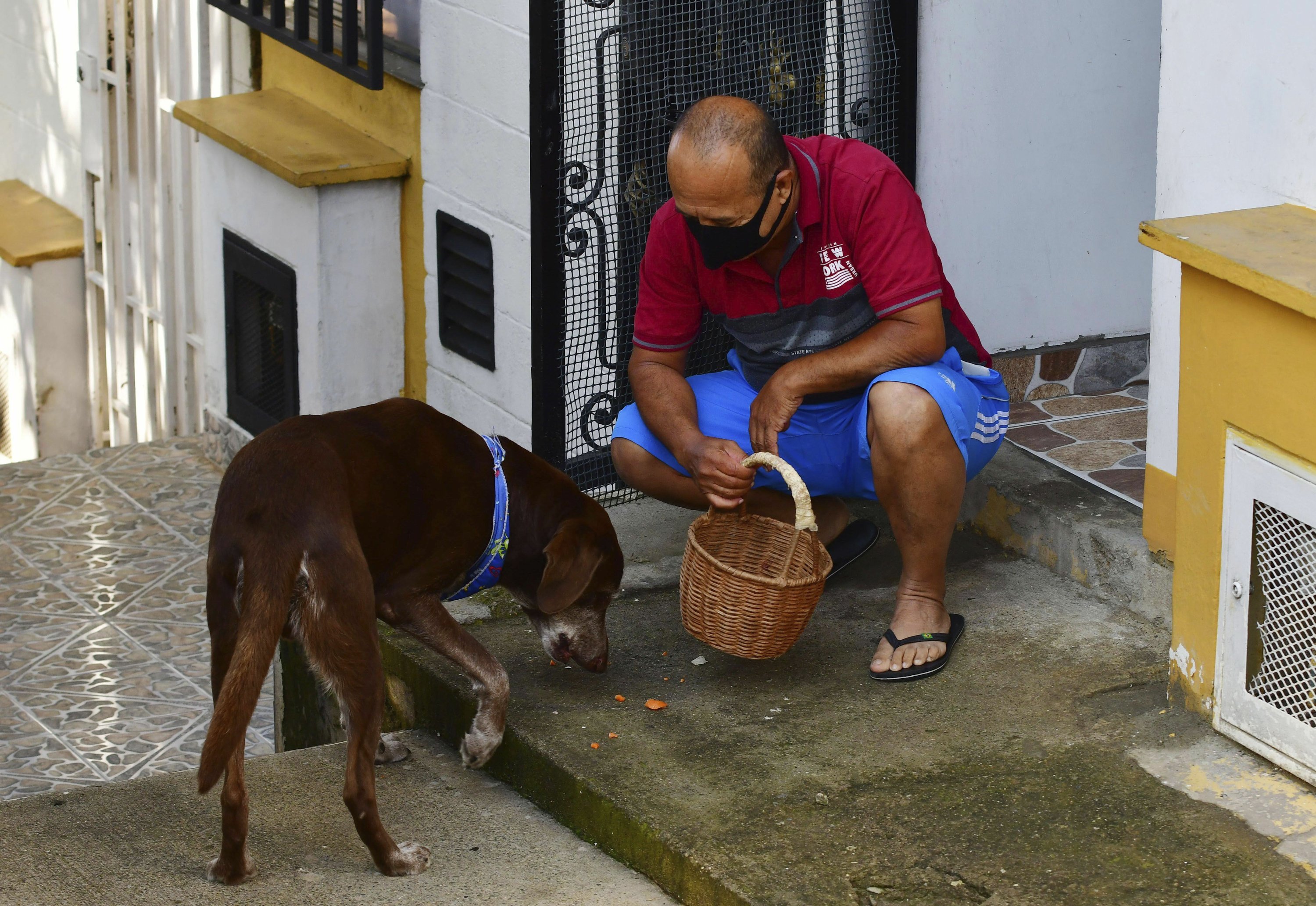 Doggy deliveries help Colombians shop during pandemic AP News