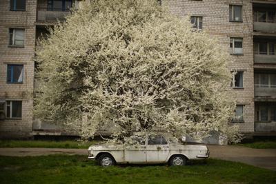 Un coche está estacionado bajo un árbol en la parcialmente abandonada ciudad de Chernóbil, Ucrania, el martes 26 de abril de 2022. (AP Foto/Francisco Seco)