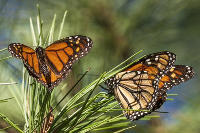 ARCHIVO - Mariposas monarca se posan en ramas en el santuario Monarch Grove en Pacific Grove, California, 10 de noviembre de 2021. La Unión Internacional para la Conservación de la Naturaleza dijo el jueves 21 de julio de 2022 que la monarca migratoria se ha acercado a la extinción en la última década, y los científicos la han designado oficialmente "especie amenazada". (AP Foto/Nic Coury, File)