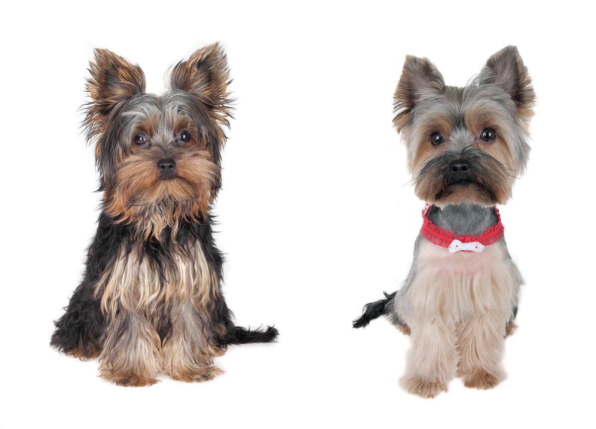 Best Friends Pet Hotel Launches “Diamond in The Fluff” Before and After Grooming Photo Contest