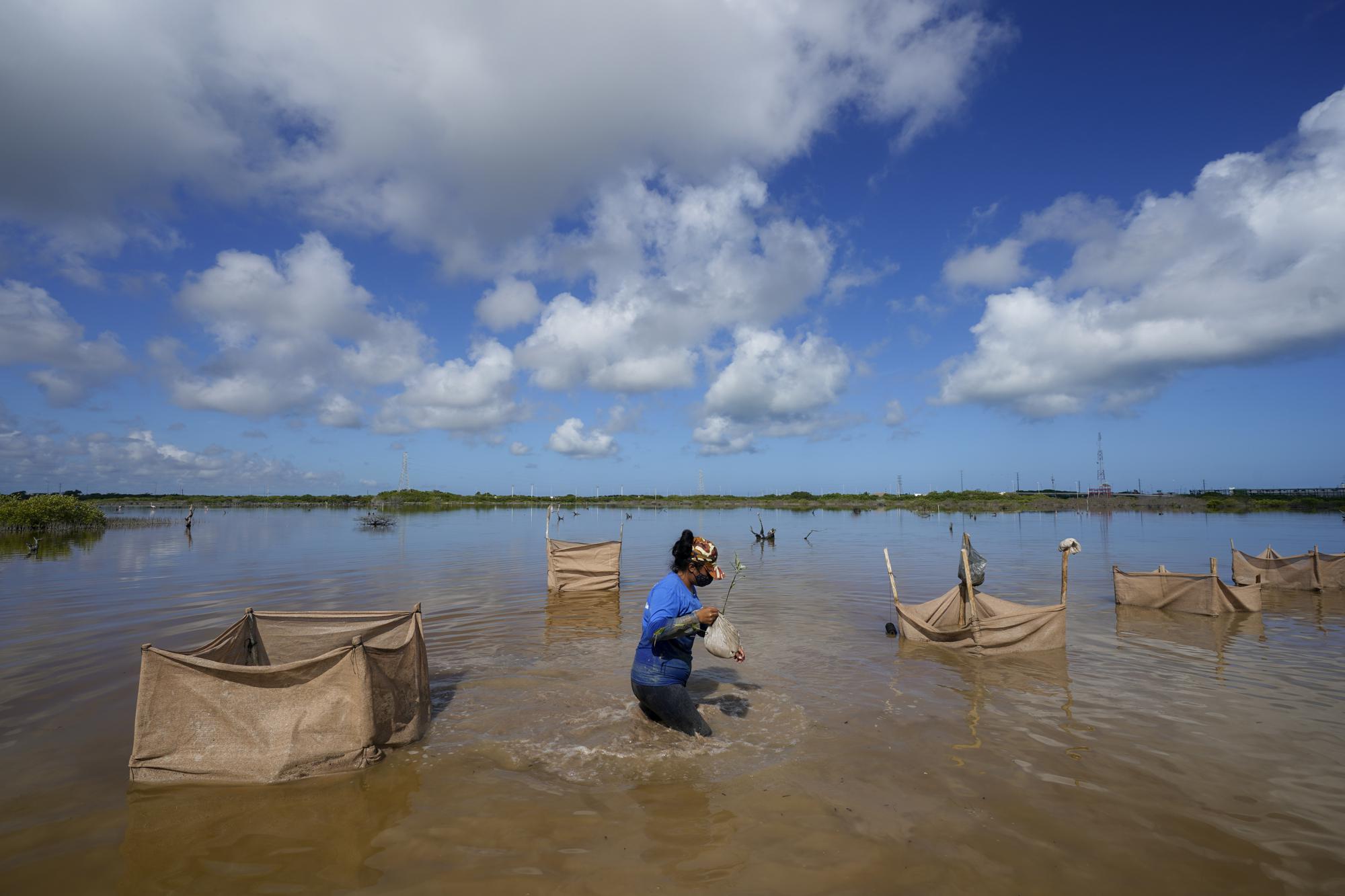 Una mujer camina entre las aguas de un pantano con semillas de mangle, dentro de un proyecto de recuperación cerca de Progreso, en la Península de Yucatán, México, el 6 de octubre de 2021. Estos esfuerzos de recuperación del manglar son similares a otros en marcha en el mundo, mientras científicos y grupos reconocen cada vez más la necesidad de proteger y recuperar los bosques para capturar carbono y proteger las costas de los fenómenos de clima extremo, incluyendo huracanes más intensos y marejadas ciclónicas. (AP Foto/Eduardo Verdugo)