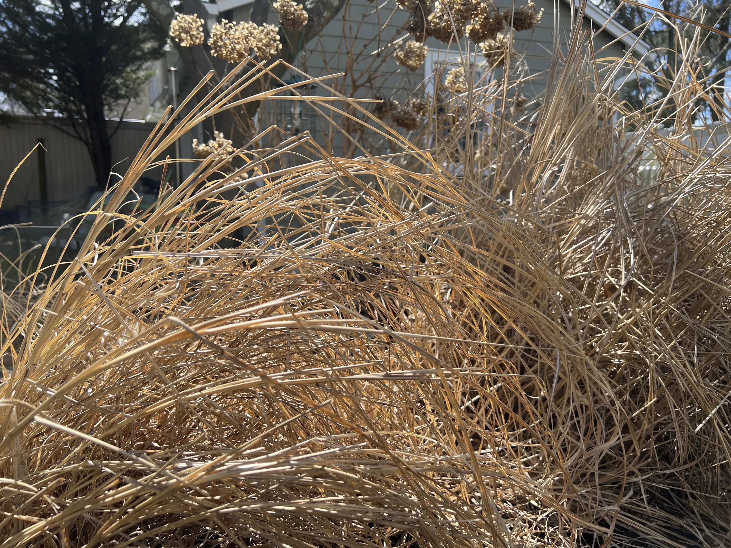 Itching to start out spring backyard cleanup? Not so rapidly! Itching to start out spring backyard cleanup? Not so rapidly!
