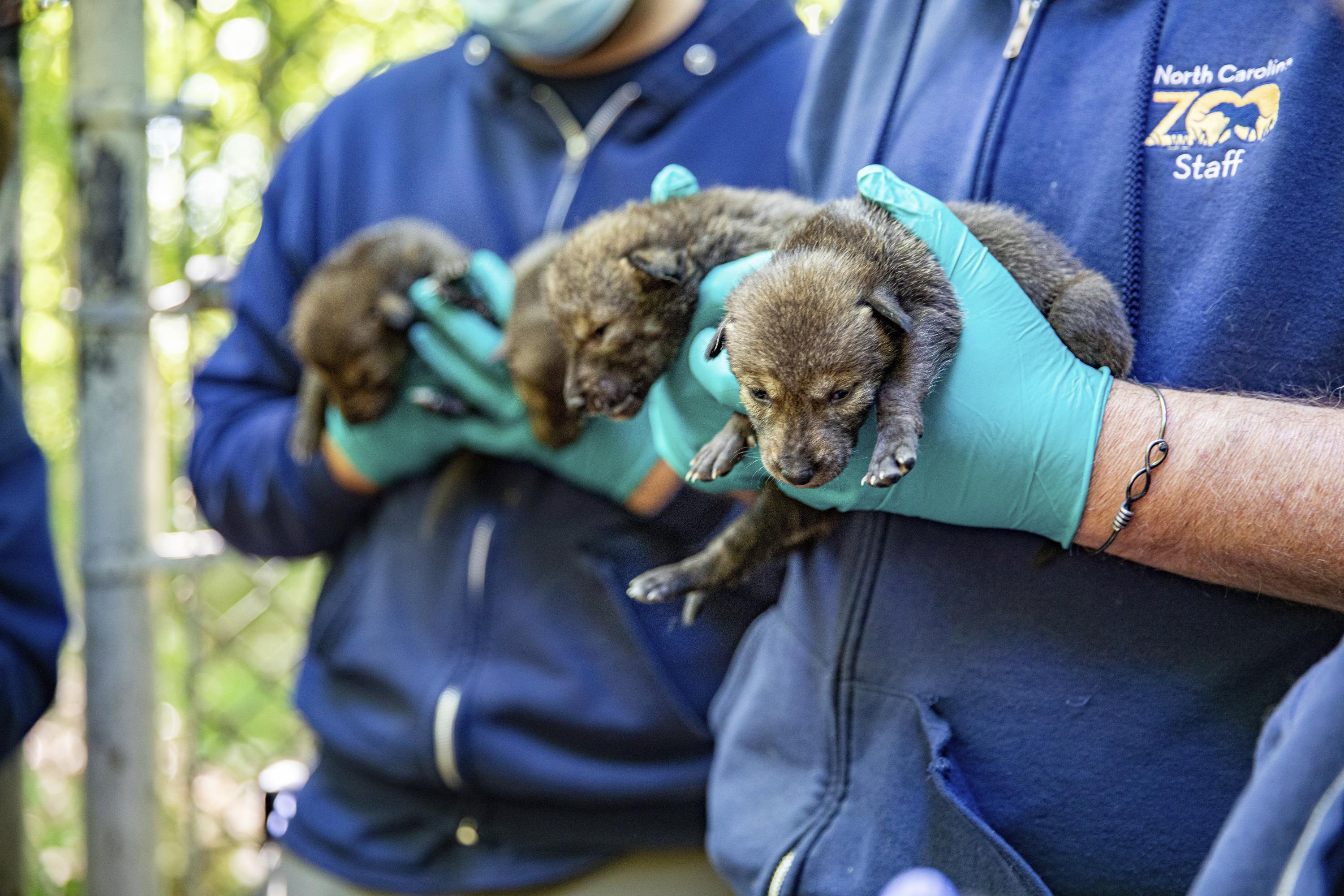 Endangered Red Wolves Born At North Carolina Zoo Doing Well AP News