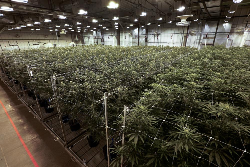 ARCHIVO - Plantas de cannabis crecen en una instalación de True North Collective en Jackson, Michigan. Los votantes en cinco estados decidían el martes  si legalizaban el consumo recreativo de la marihuana. (AP Foto/Paul Sancya, Archivo)