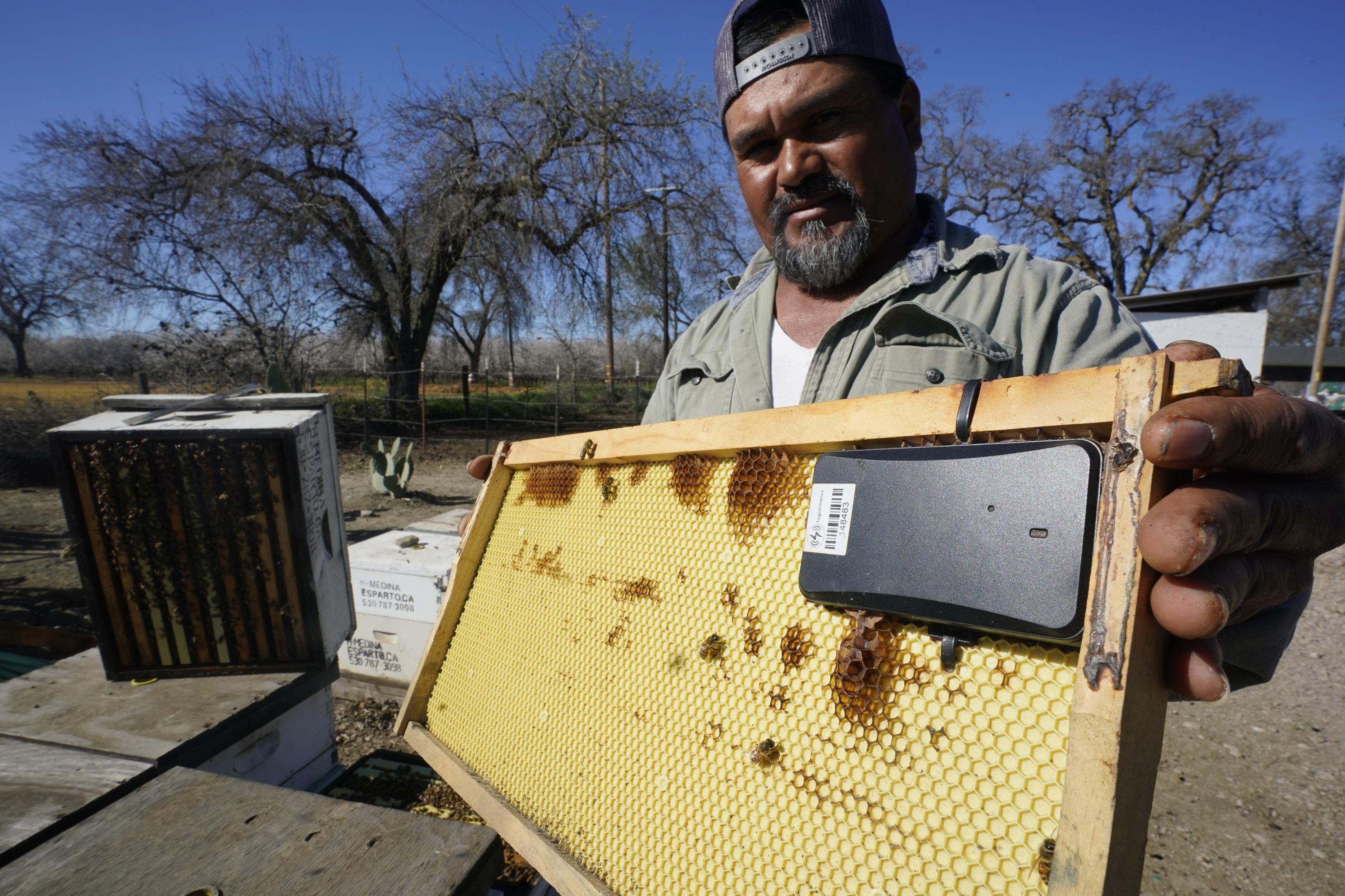 Beekeeper Career Profile and Job Outlook