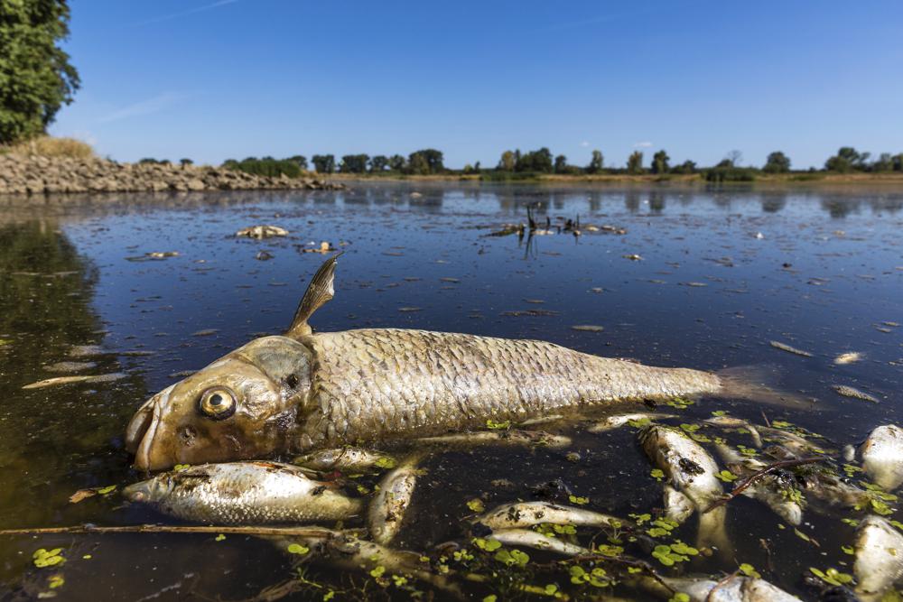 A dead chub and other dead fish are swimming in the Oder River near Brieskow-Finkenheerd, eastern Germany, Thursday, Aug. 11, 2022. Huge numbers of dead fish have washed up along the banks of the Oder River between Germany and Poland. (Frank Hammerschmidt/dpa via AP)