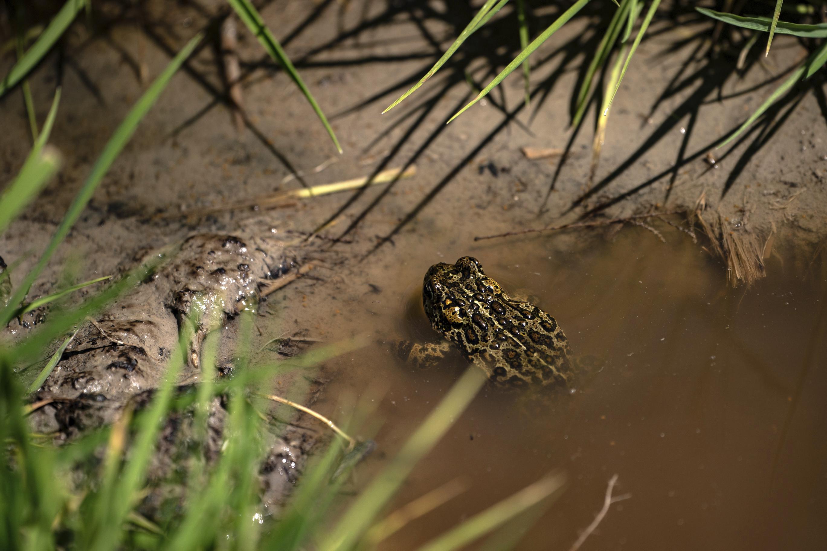 Nevada toad in geothermal power fight gets endangered status