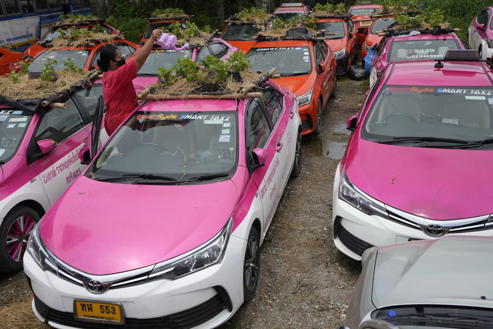 Workers from two taxi cooperatives assemble miniature gardens on the rooftops of unused  taxis parked in Bangkok, Thailand, Thursday, Sept. 16, 2021. Taxi fleets in Thailand are giving new meaning to the term “rooftop garden,” as they utilize the roofs of cabs idled by the coronavirus crisis to serve as small vegetable plots and raise awareness about the plight of out of work drivers. (AP Photo/Sakchai Lalit)