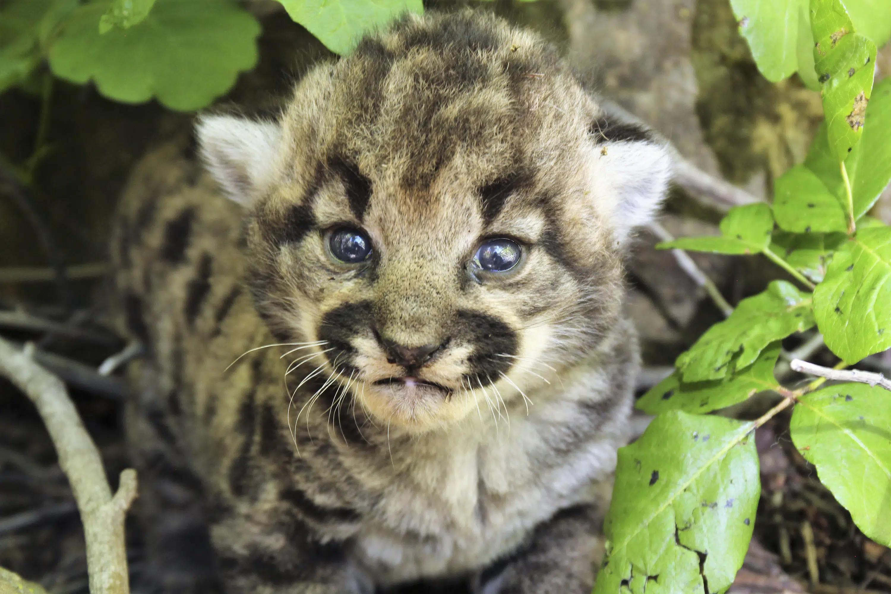 3 healthy kittens born to mountain lion tracked by biologists in wilderness near Los Angeles 3 healthy kittens born to mountain lion tracked by biologists in wilderness near Los Angeles