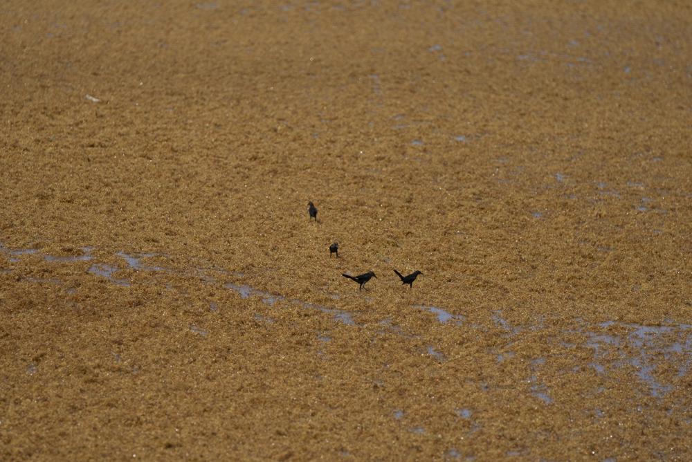 FILE - Birds walk on sargassum seaweed floating on the Caribbean Sea in Tulum, Quintana Roo state, Mexico, Aug. 5, 2022. On shore, sargassum is a nuisance — carpeting beaches and releasing a pungent smell as it decays. For hotels and resorts, clearing the stuff off beaches can amount to a round-the-clock operation. (AP Photo/Eduardo Verdugo, File)