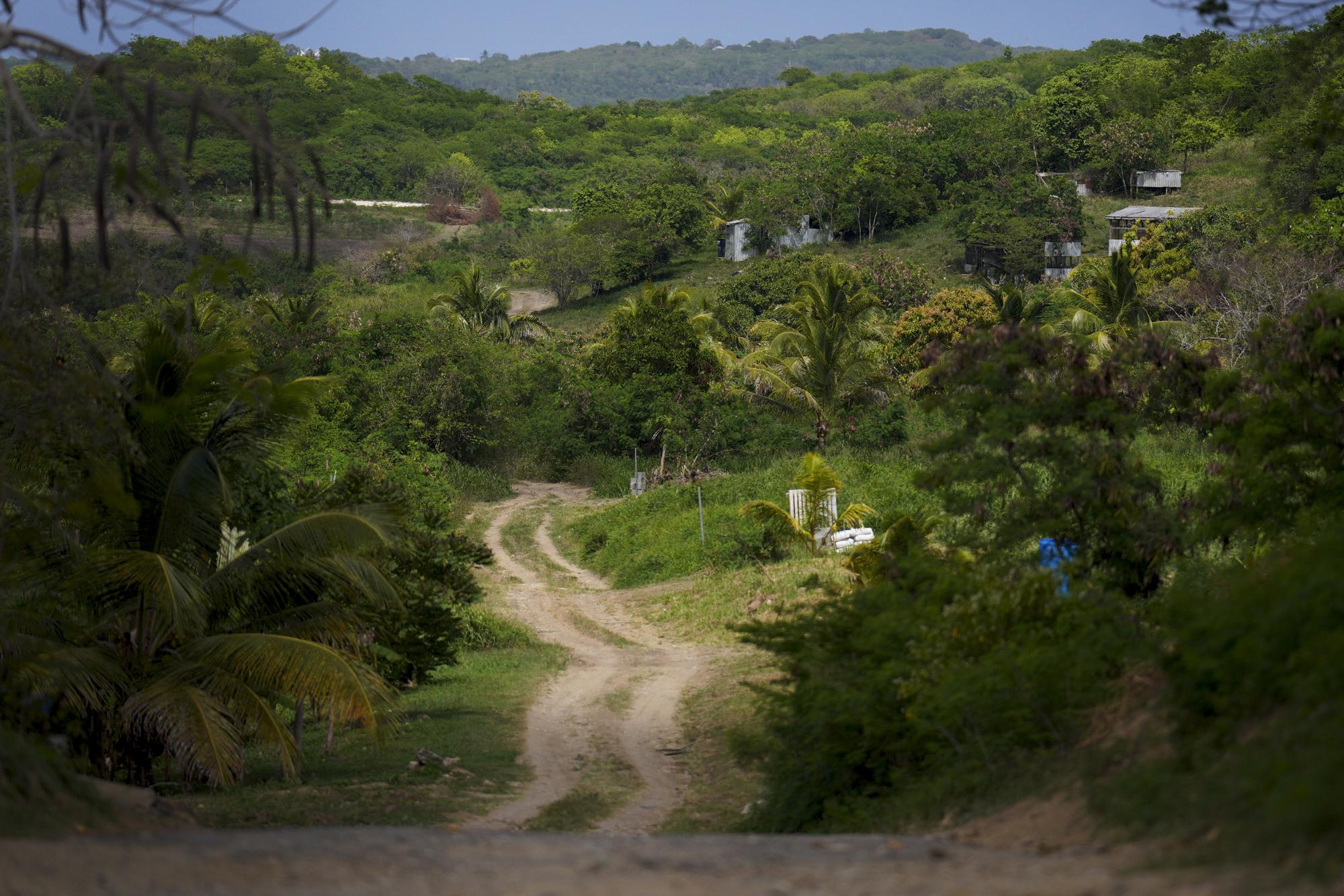 A dirt path leads down to the farm fields of the Ras Freeman Foundation for the Unification of Rastafari where the community grows fruit, vegetables, and cannabis, in Liberta, Antigua, on Sunday, May 14, 2023. Rastafari eat Ital, a plant-based diet developed by the spiritual movement. (AP Photo/Jessie Wardarski)